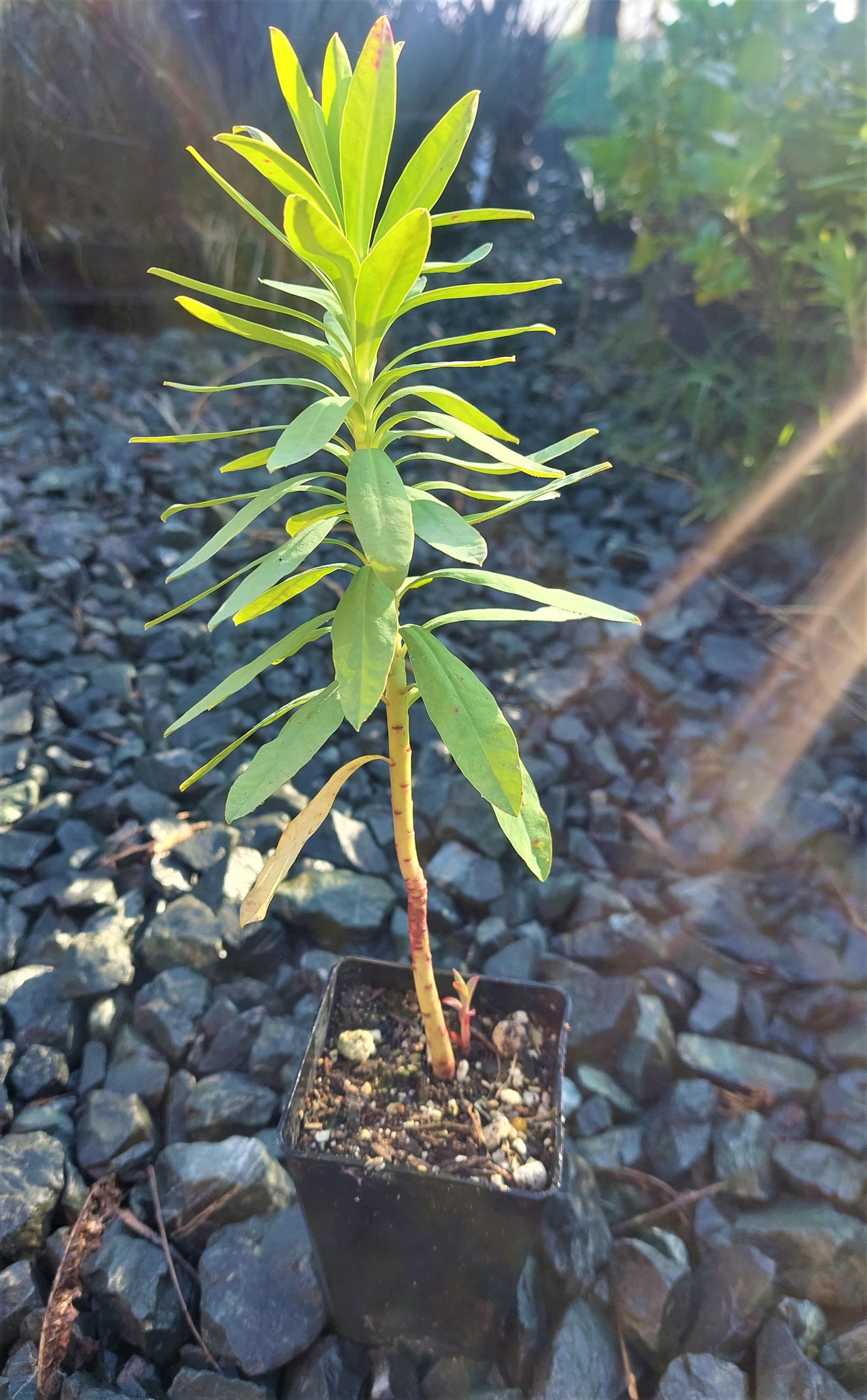 Shore Spurge, Euphorbia glauca