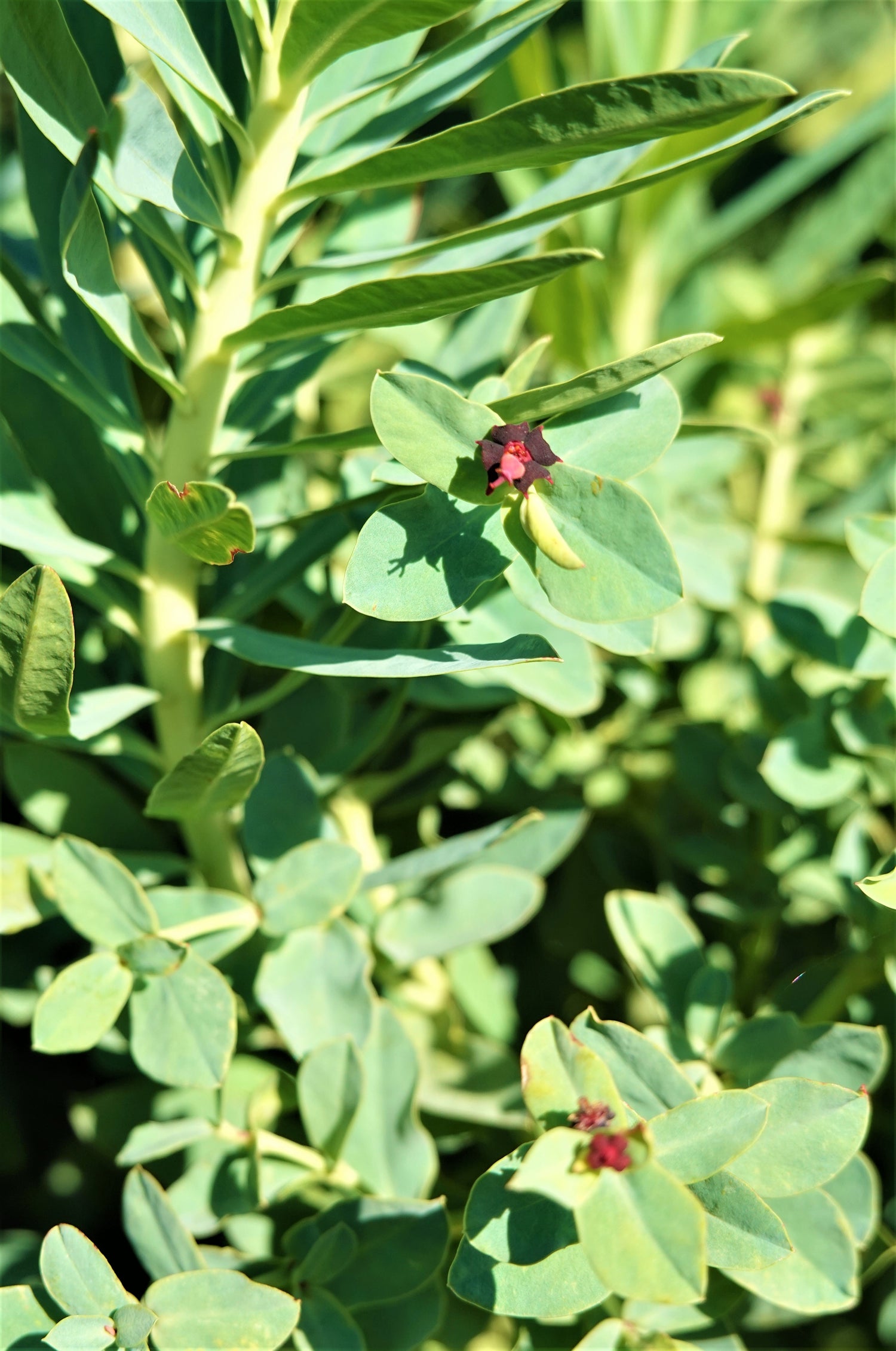 Shore Spurge, Euphorbia glauca