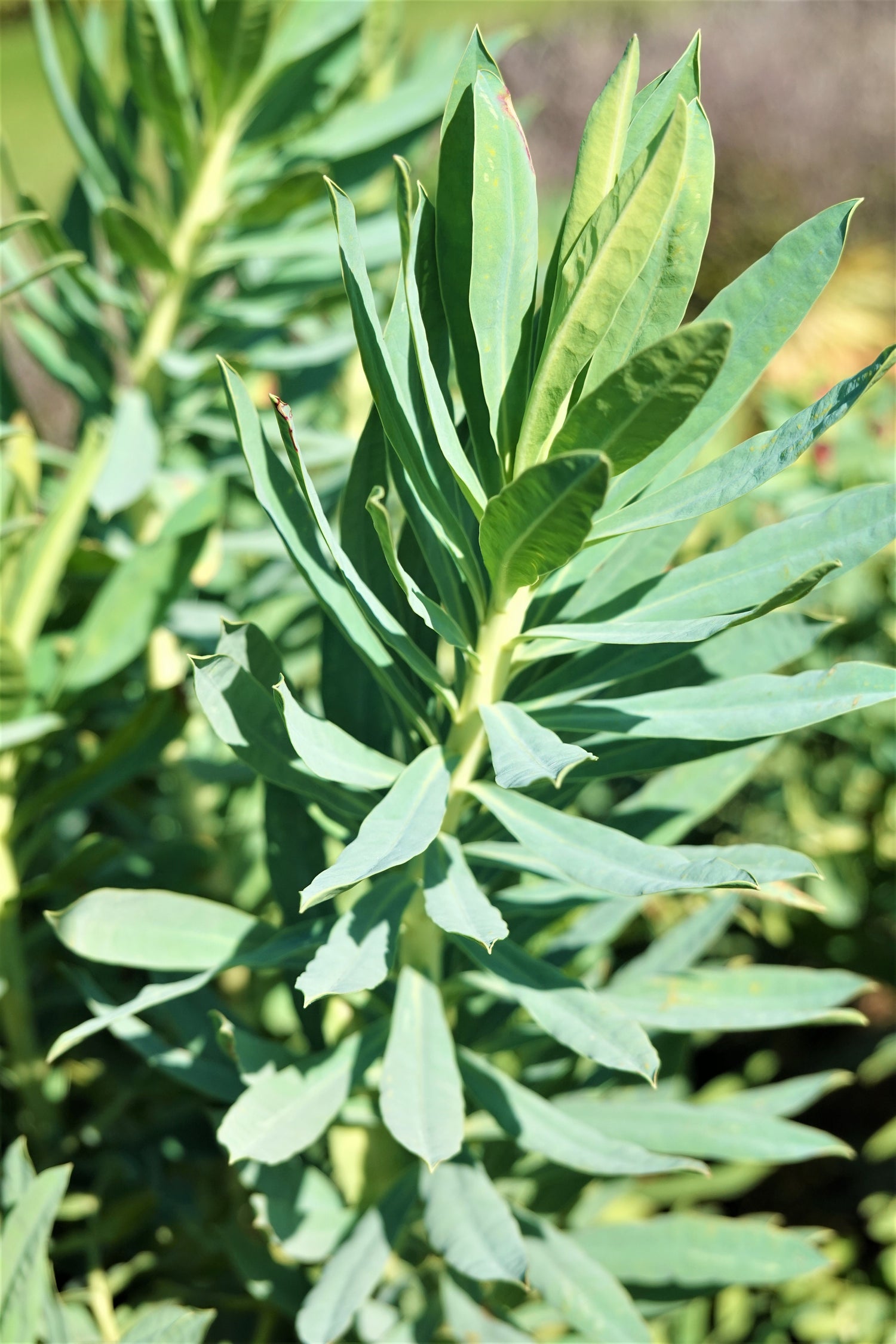 Shore Spurge, Euphorbia glauca