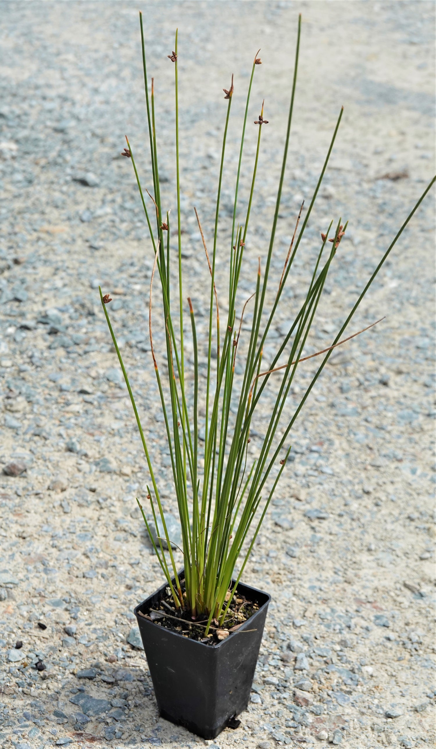 Wiwi, Knobby Club Rush, Ficinia nodosa