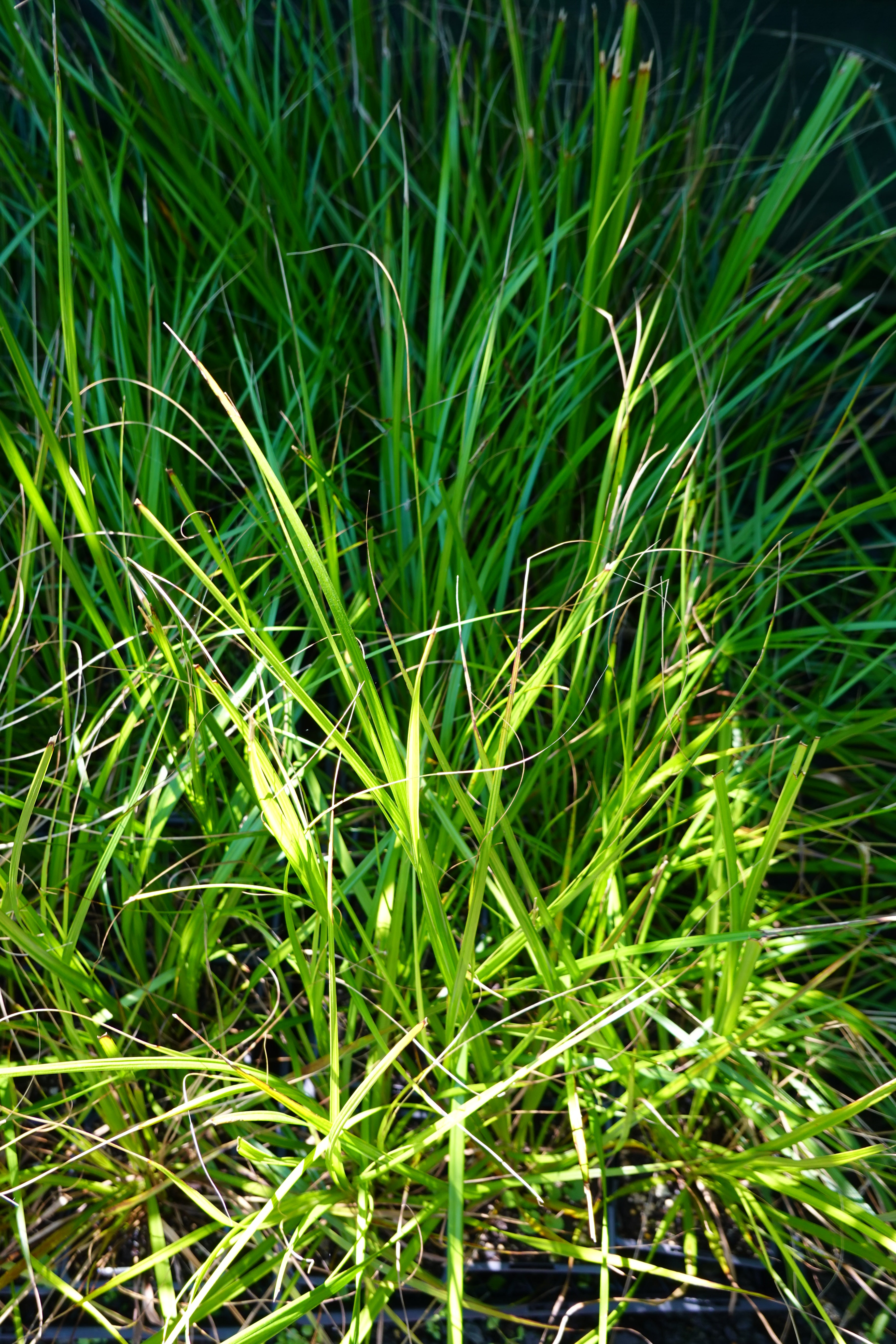 Mapere, Gahnia setifolia