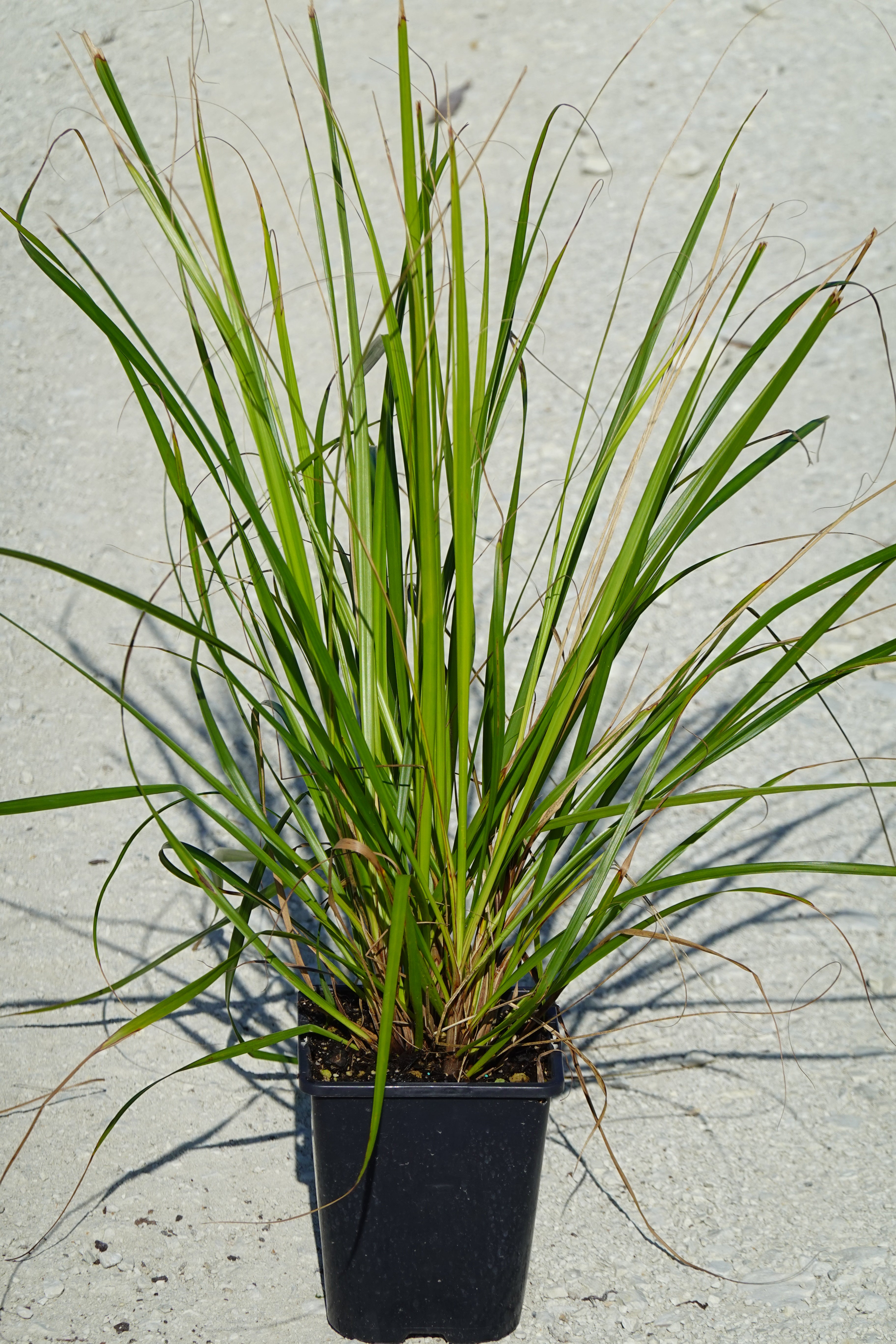 Mapere, Gahnia setifolia