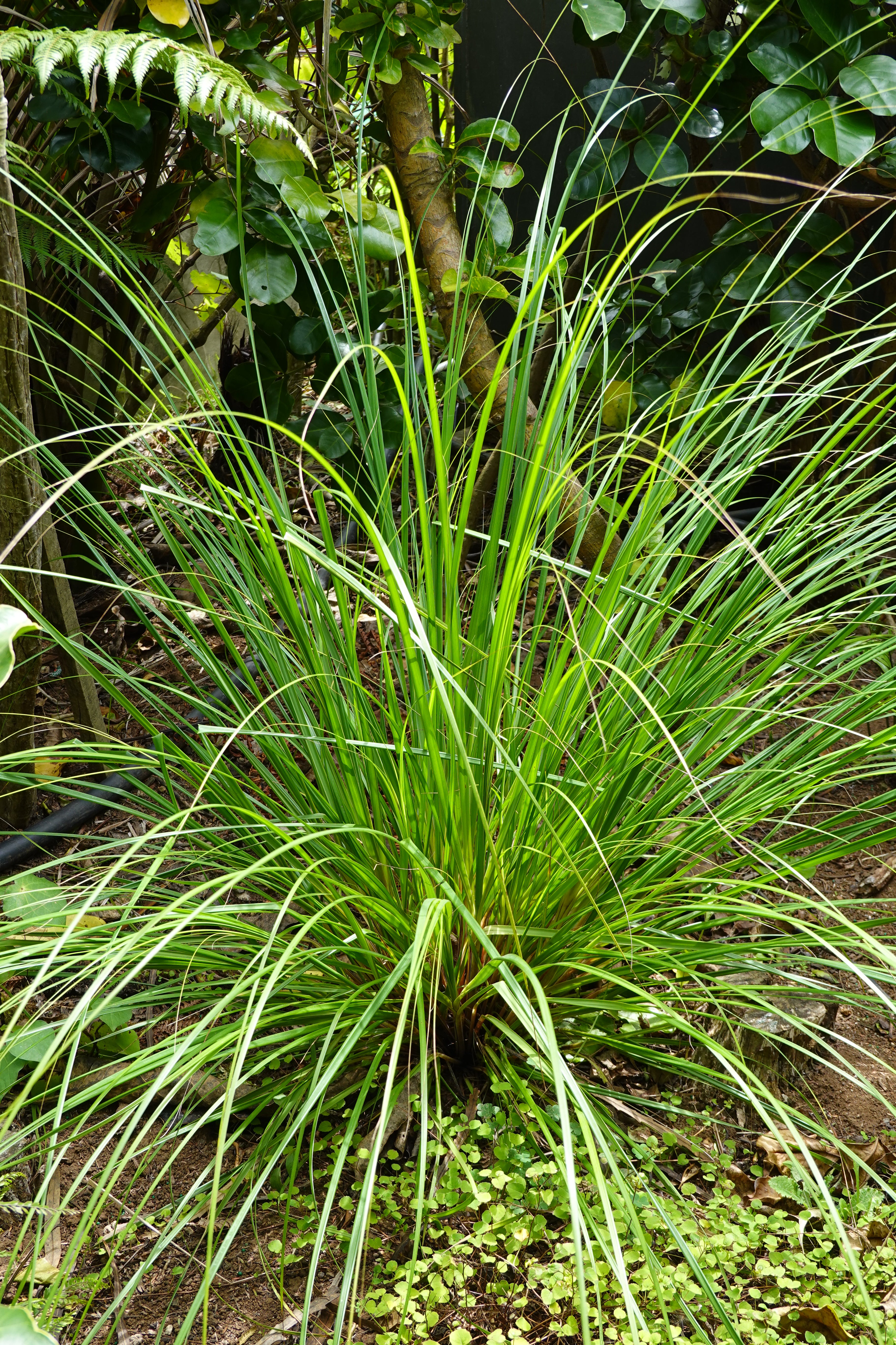 Mapere, Gahnia setifolia