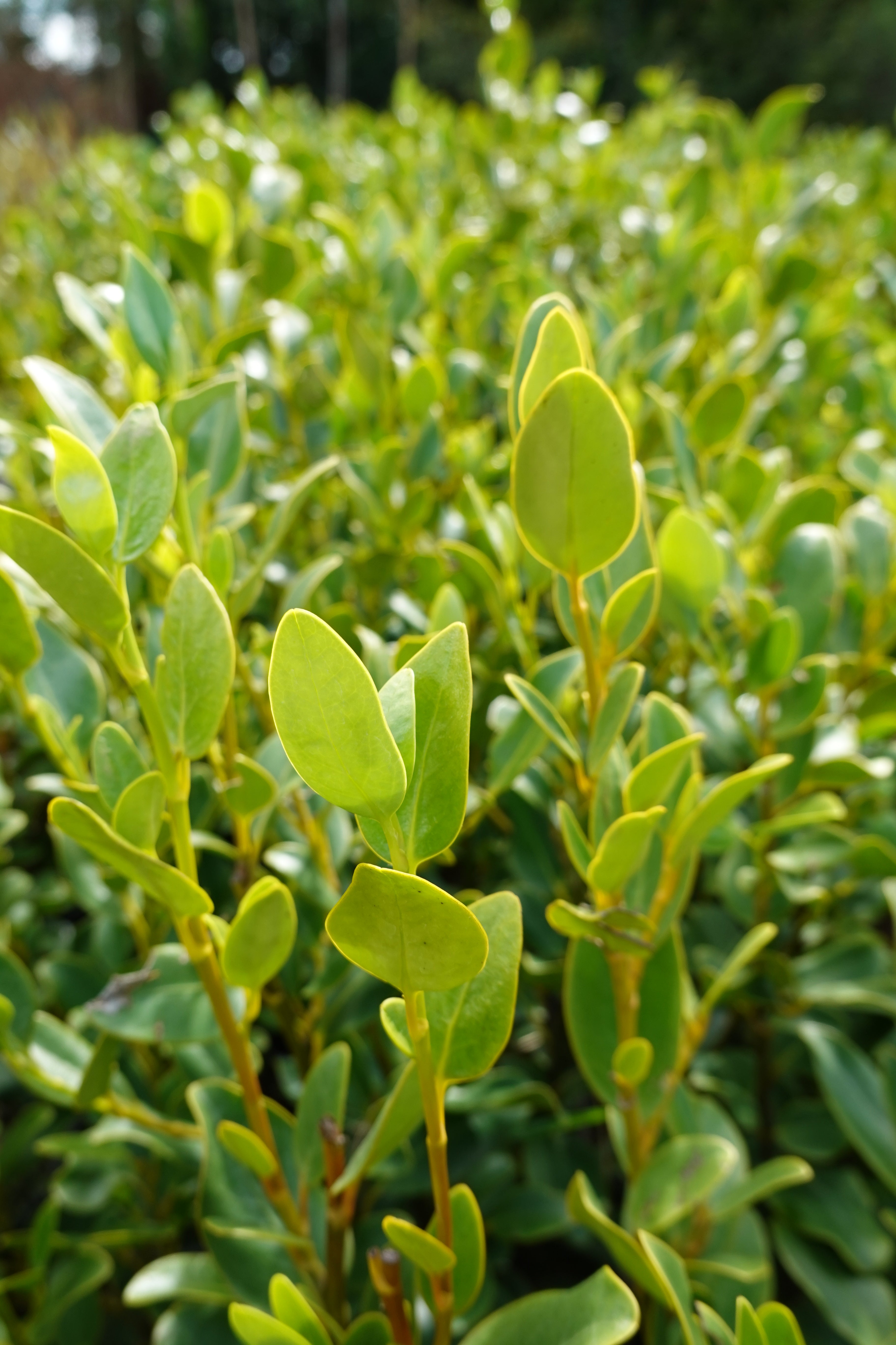 Kapuka, Griselinia littoralis
