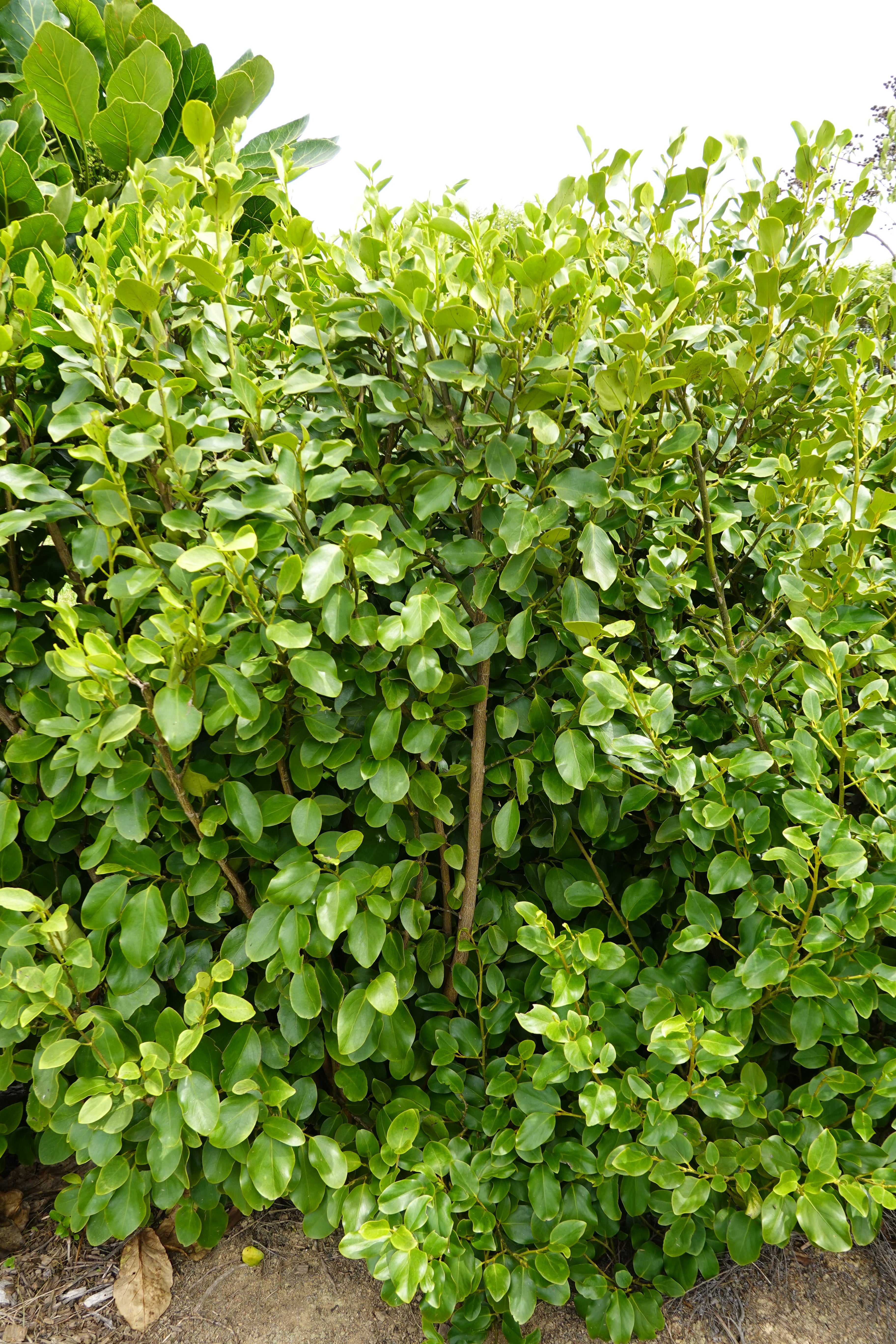 Kapuka, Griselinia littoralis