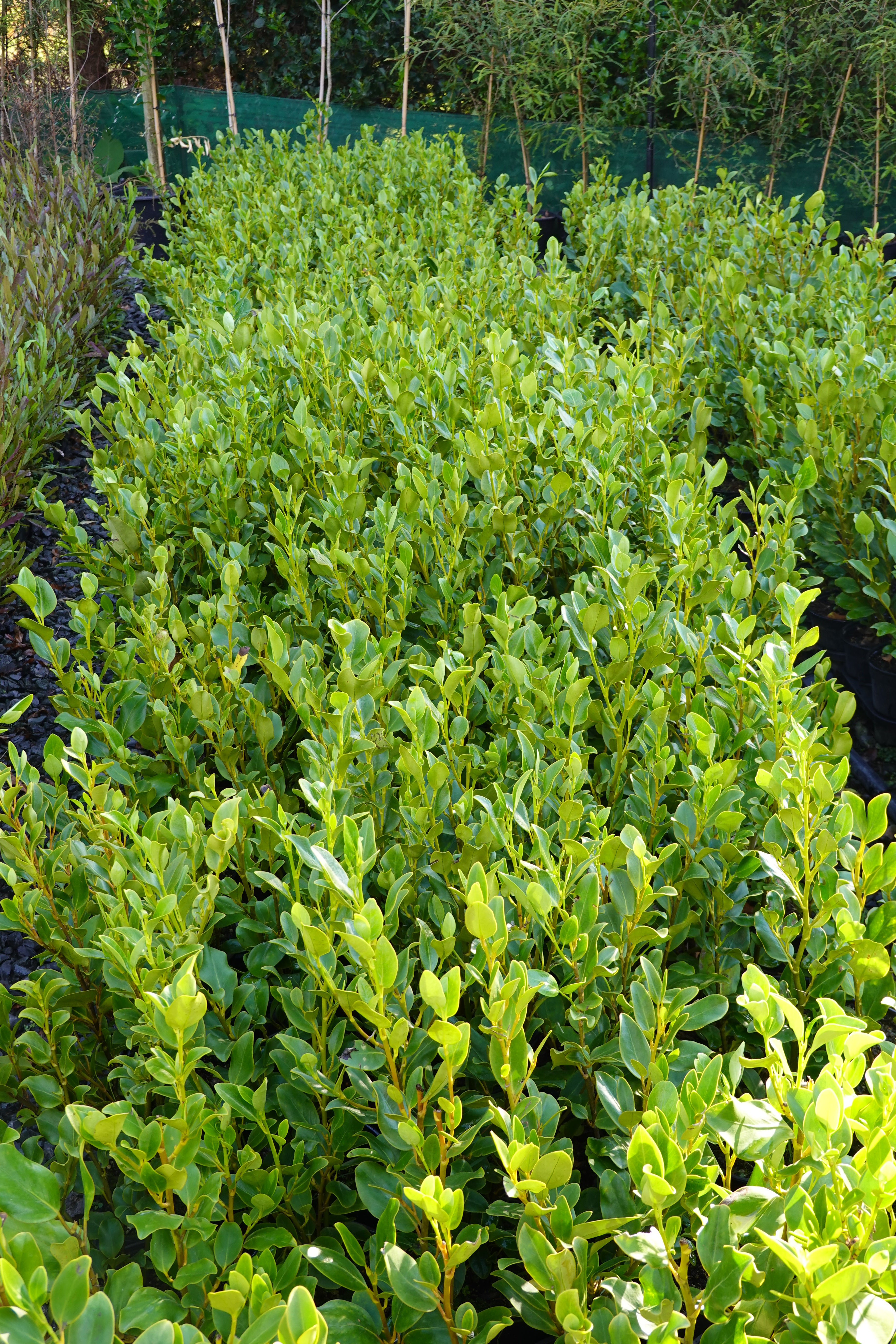 Kapuka, Griselinia littoralis