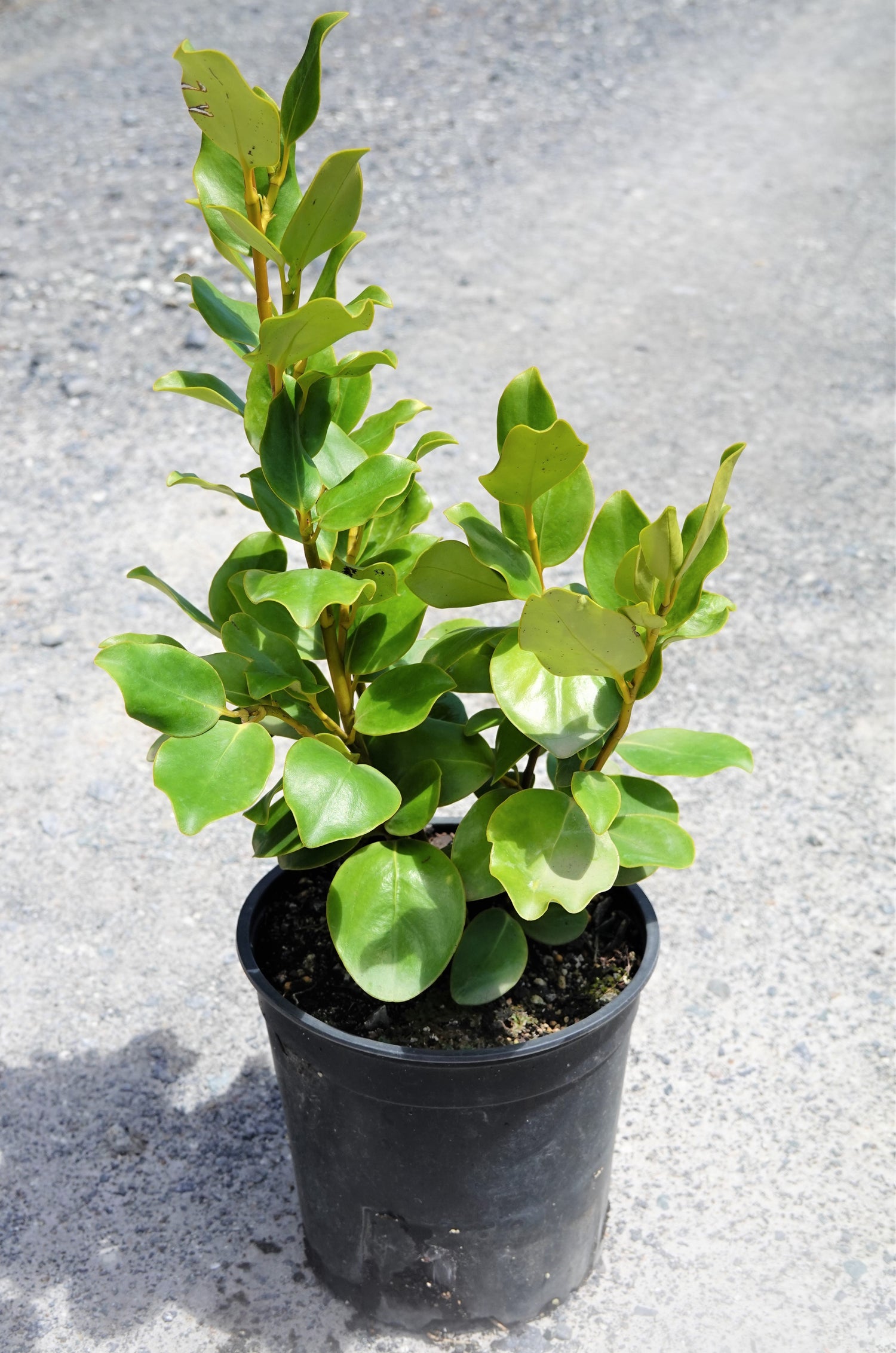 Kapuka, Griselinia littoralis
