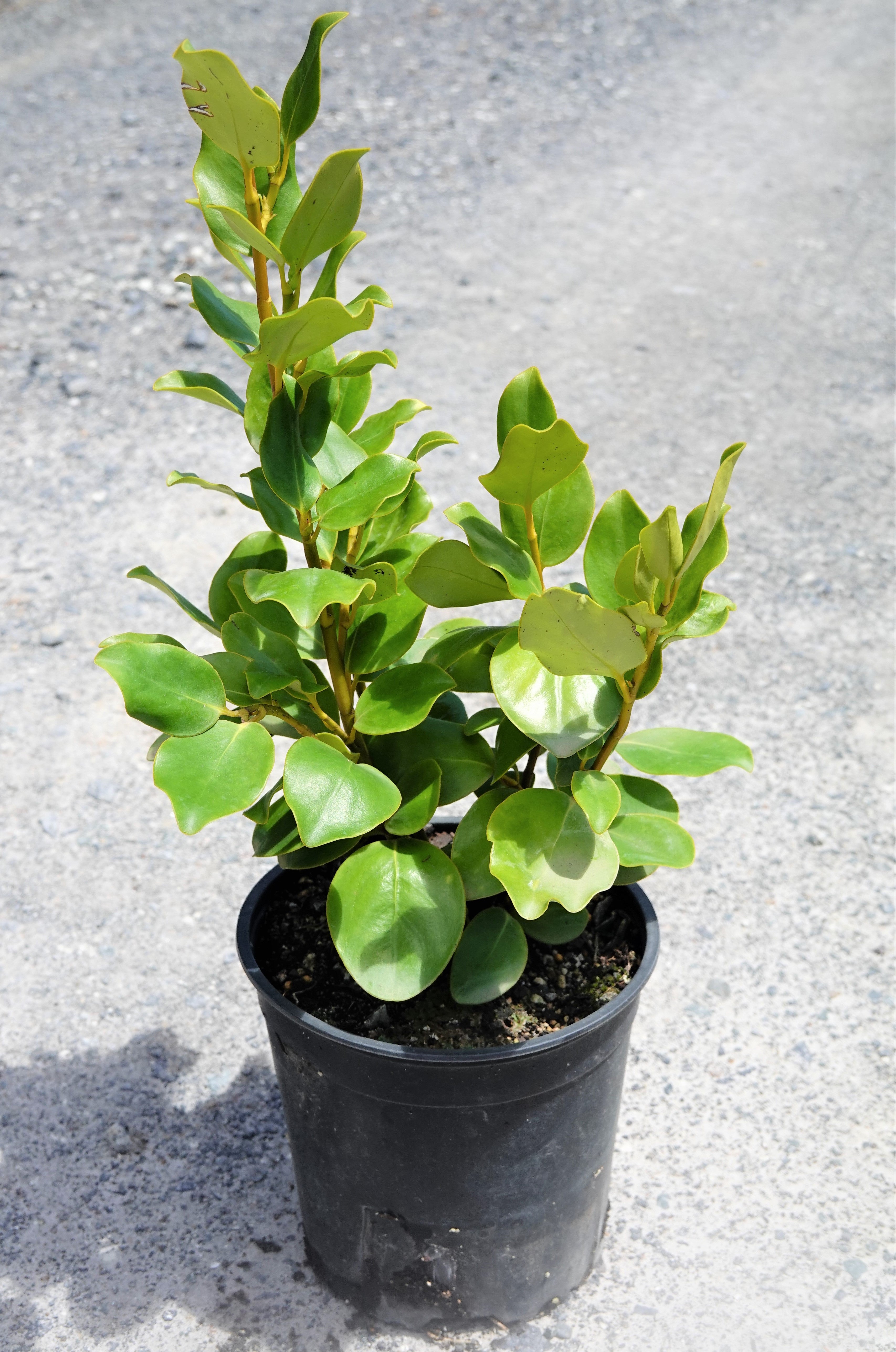 Kapuka, Griselinia littoralis