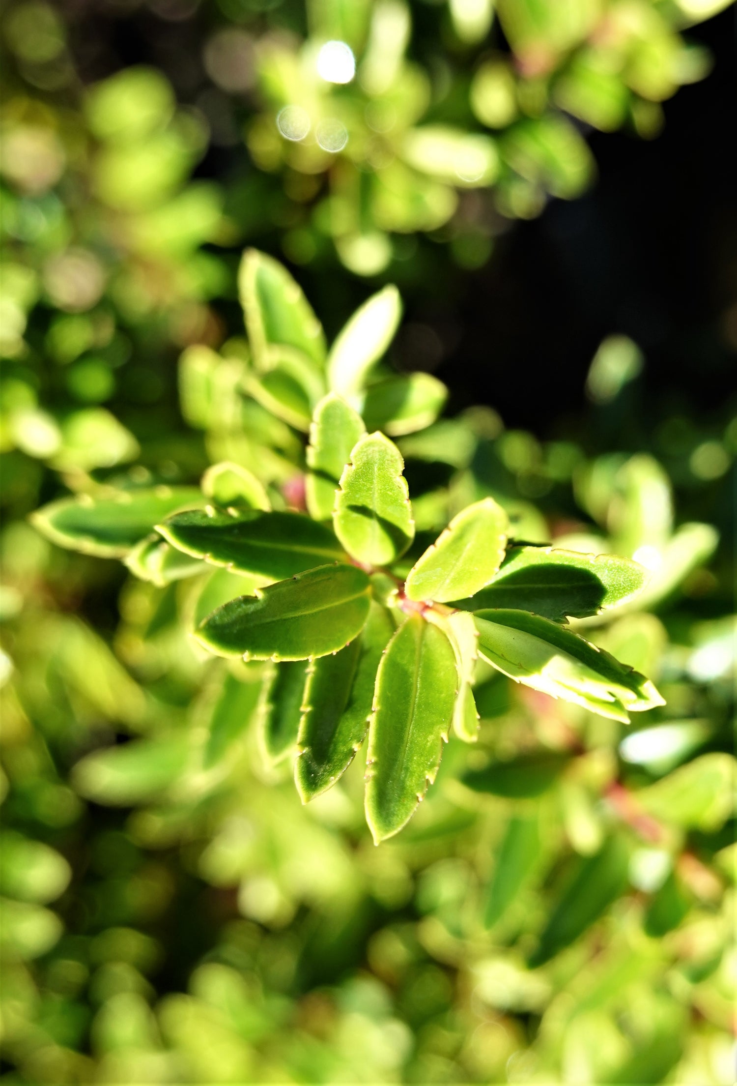 Hebe diosmifolia