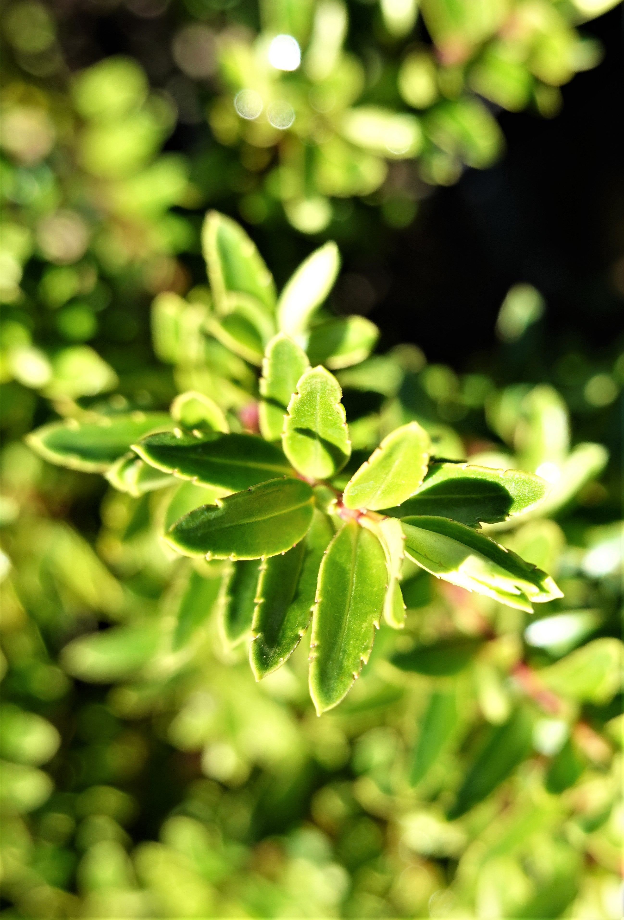 Hebe diosmifolia