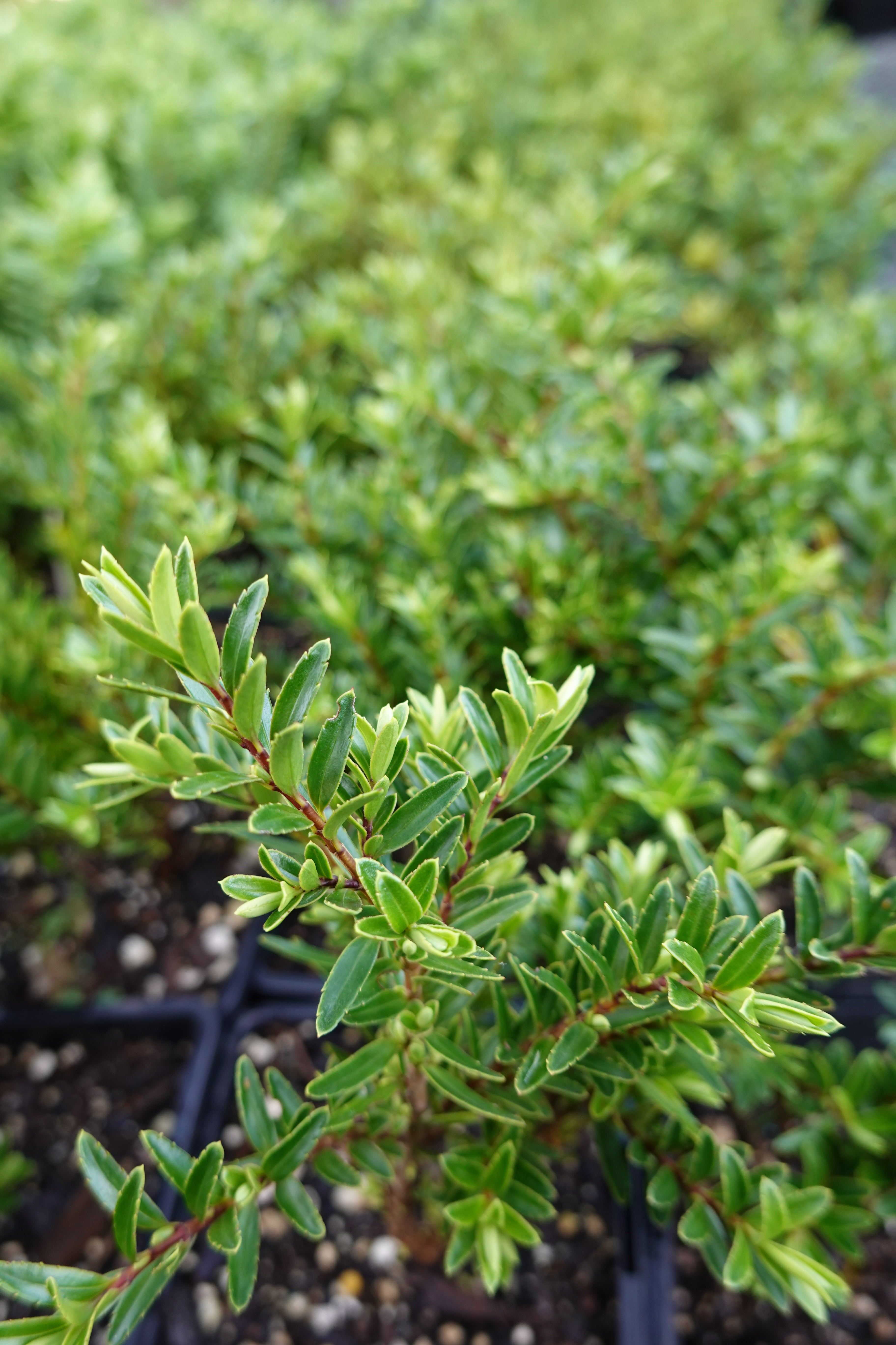 Hebe diosmifolia