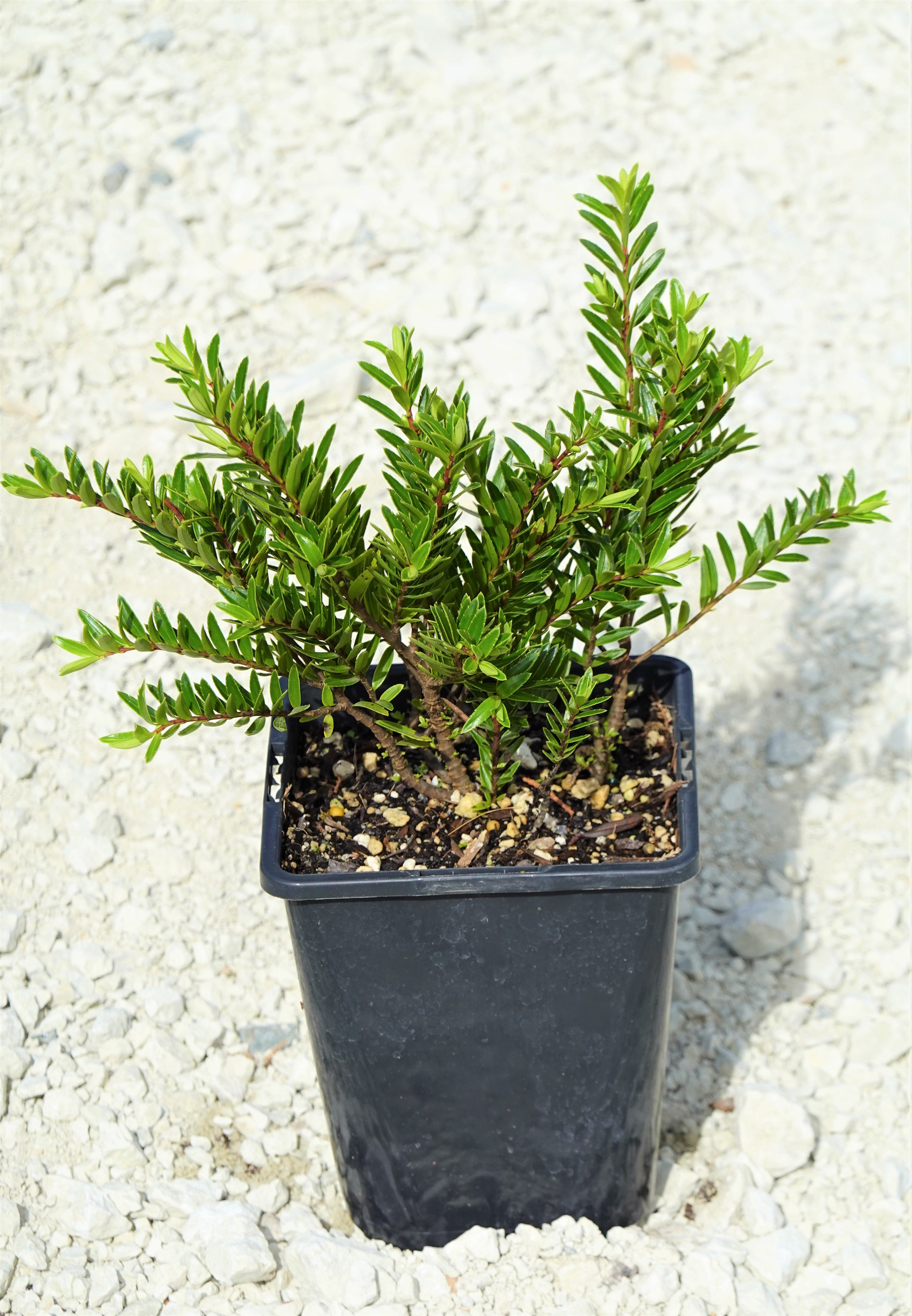 Hebe diosmifolia