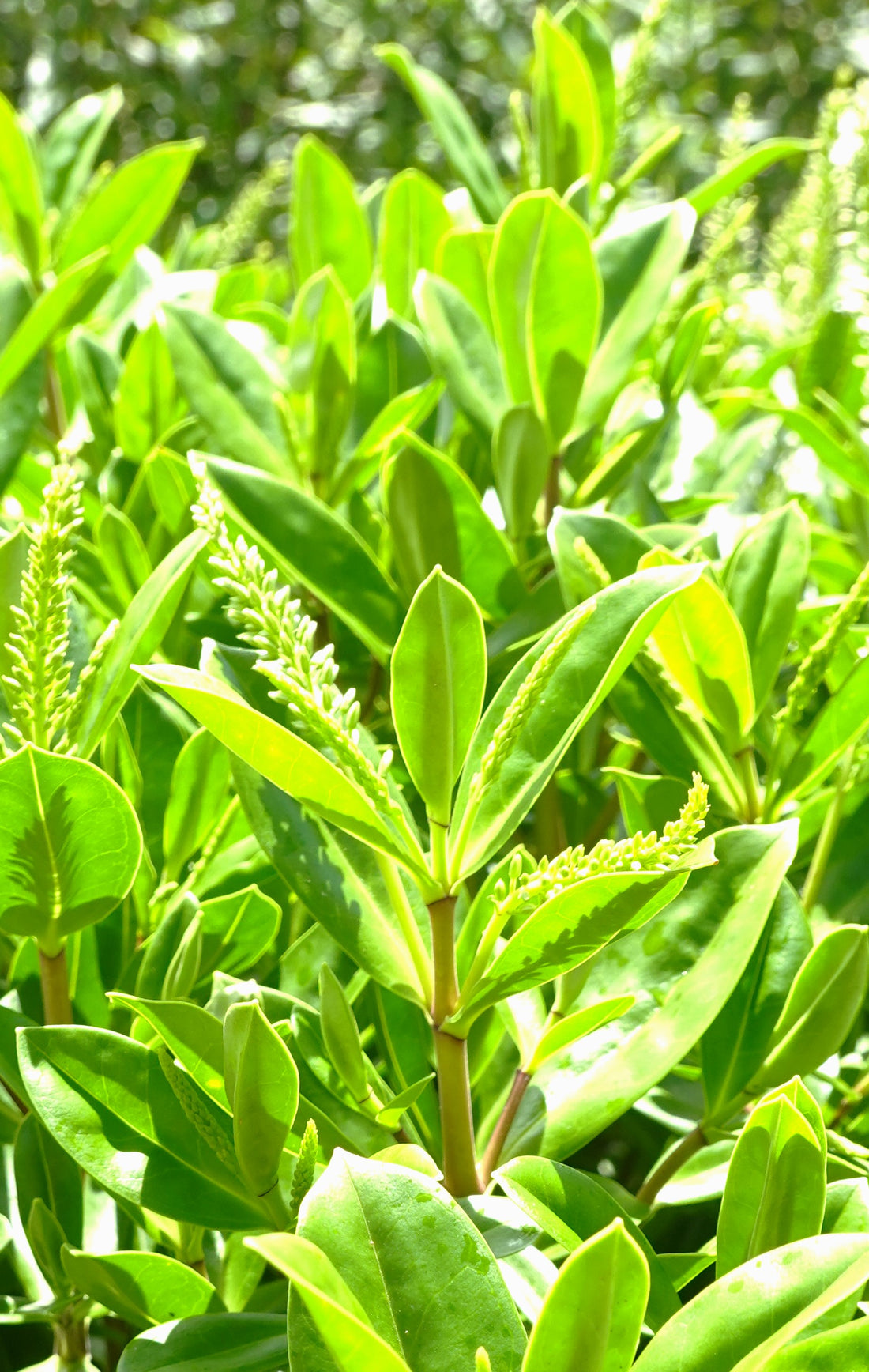 Hebe pubescens subsp. sejuncta