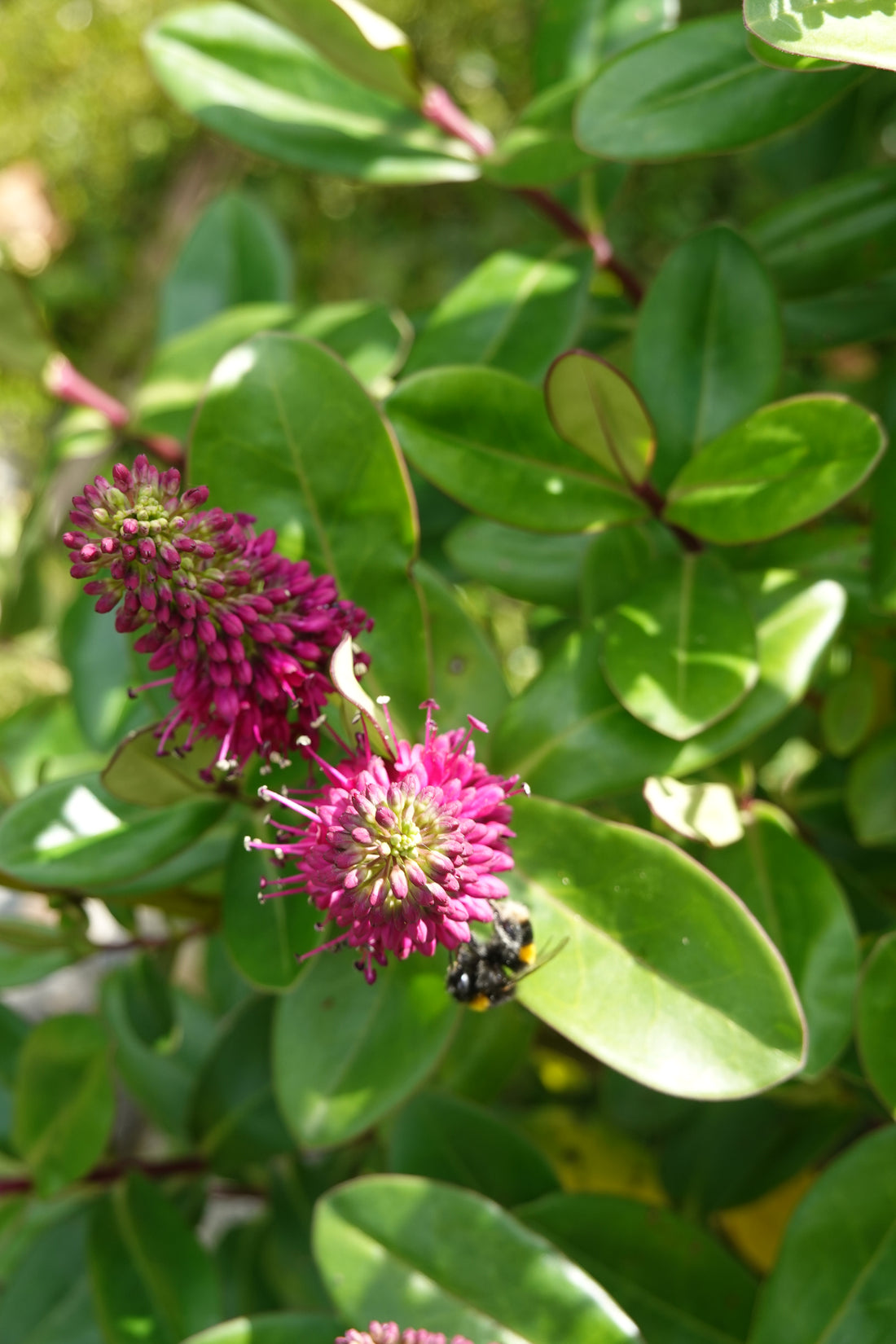 Napuka, Hebe speciosa