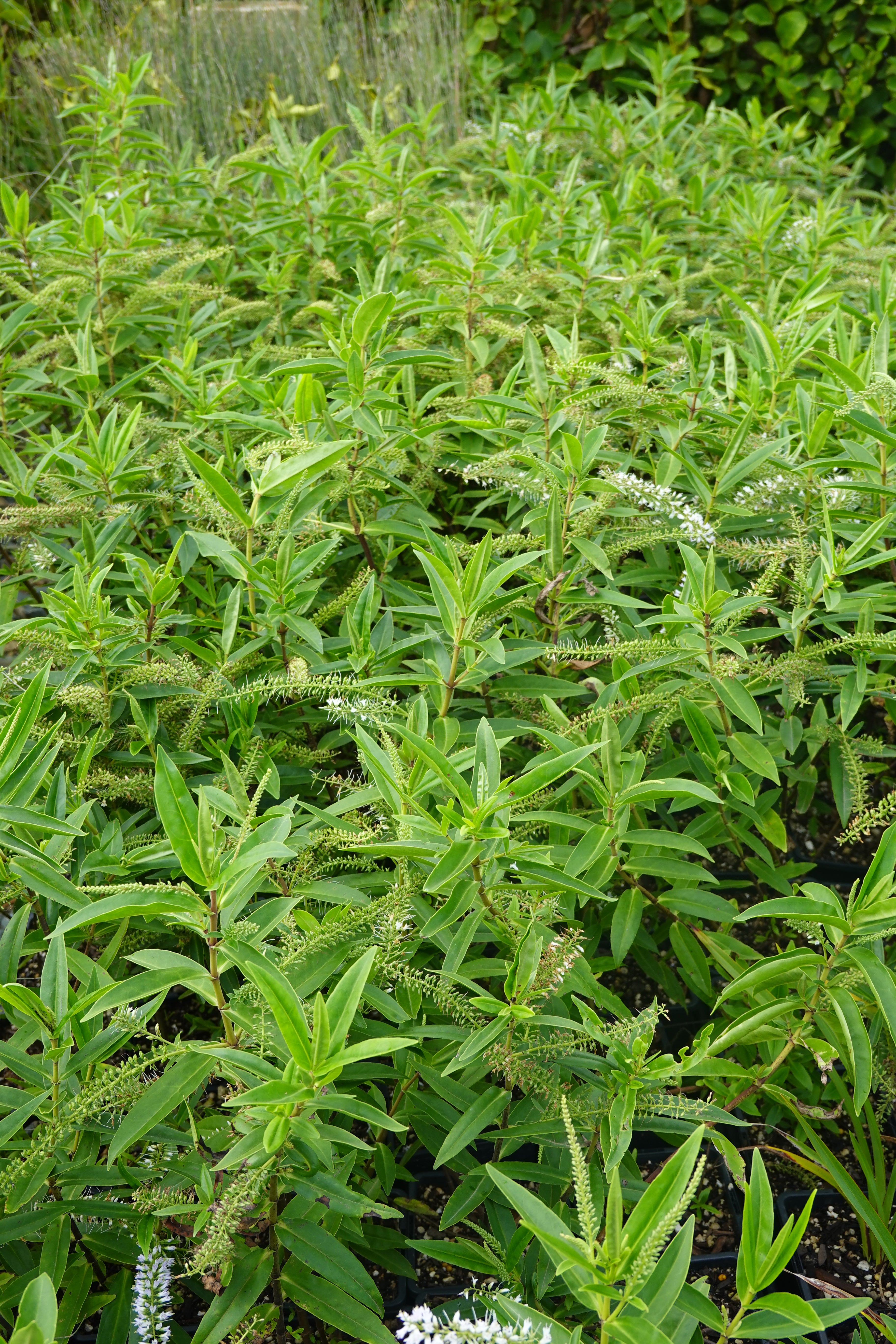 Koromiko, Hebe/Veronica stricta