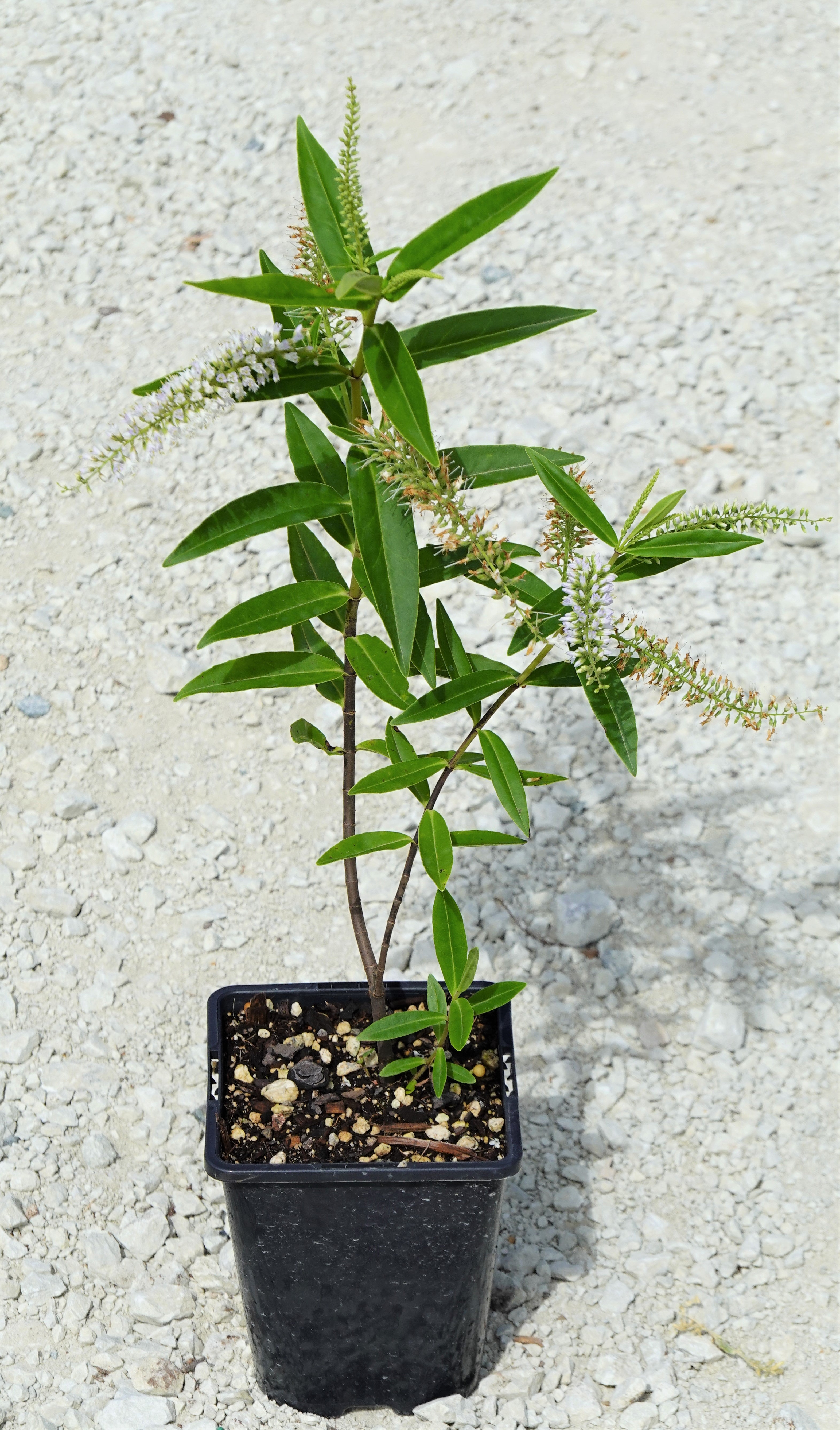 Koromiko, Hebe/Veronica stricta