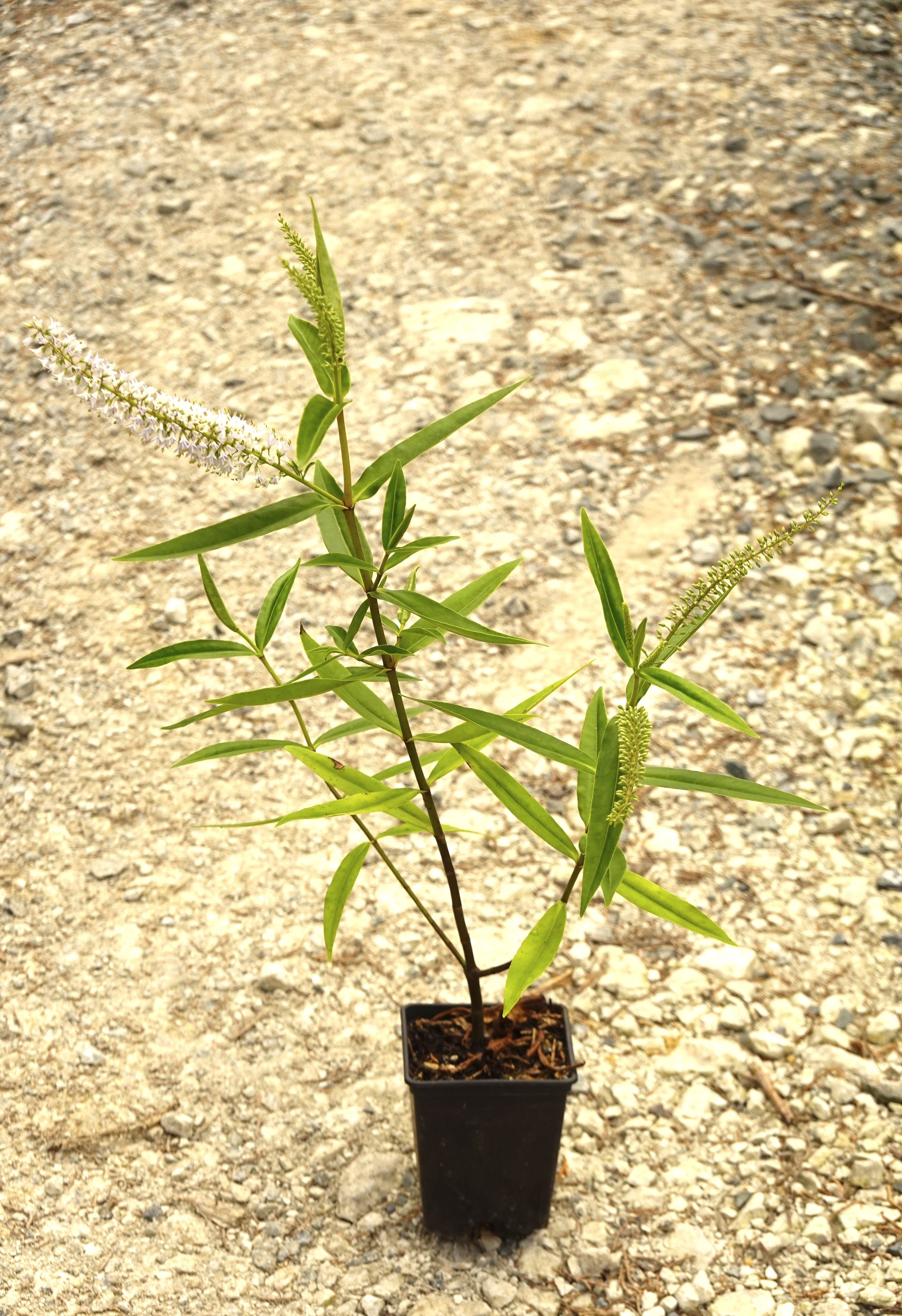 Koromiko, Hebe/Veronica stricta