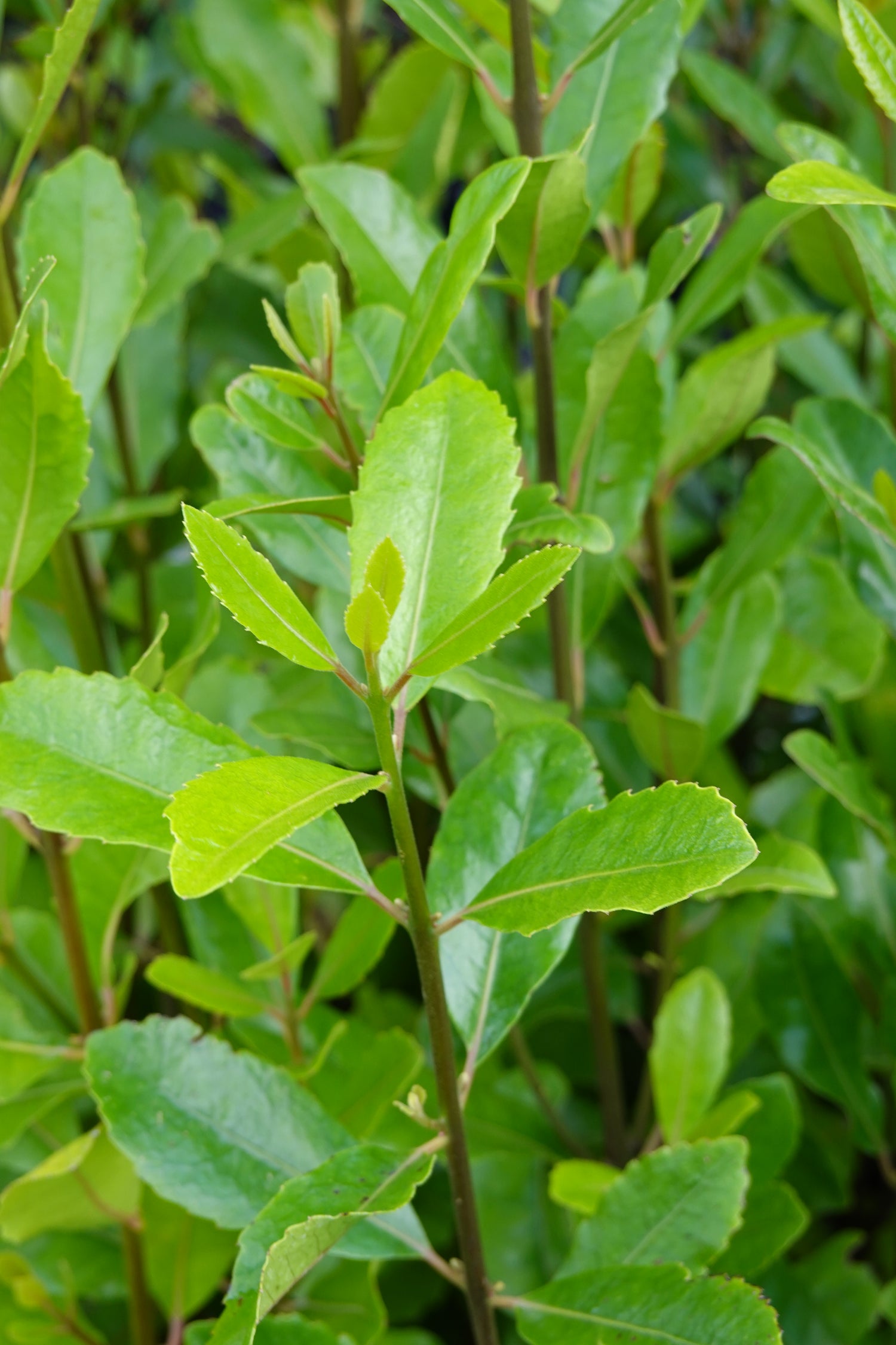 Pigeonwood, Porokaiwhiri, Hedycarya aborea