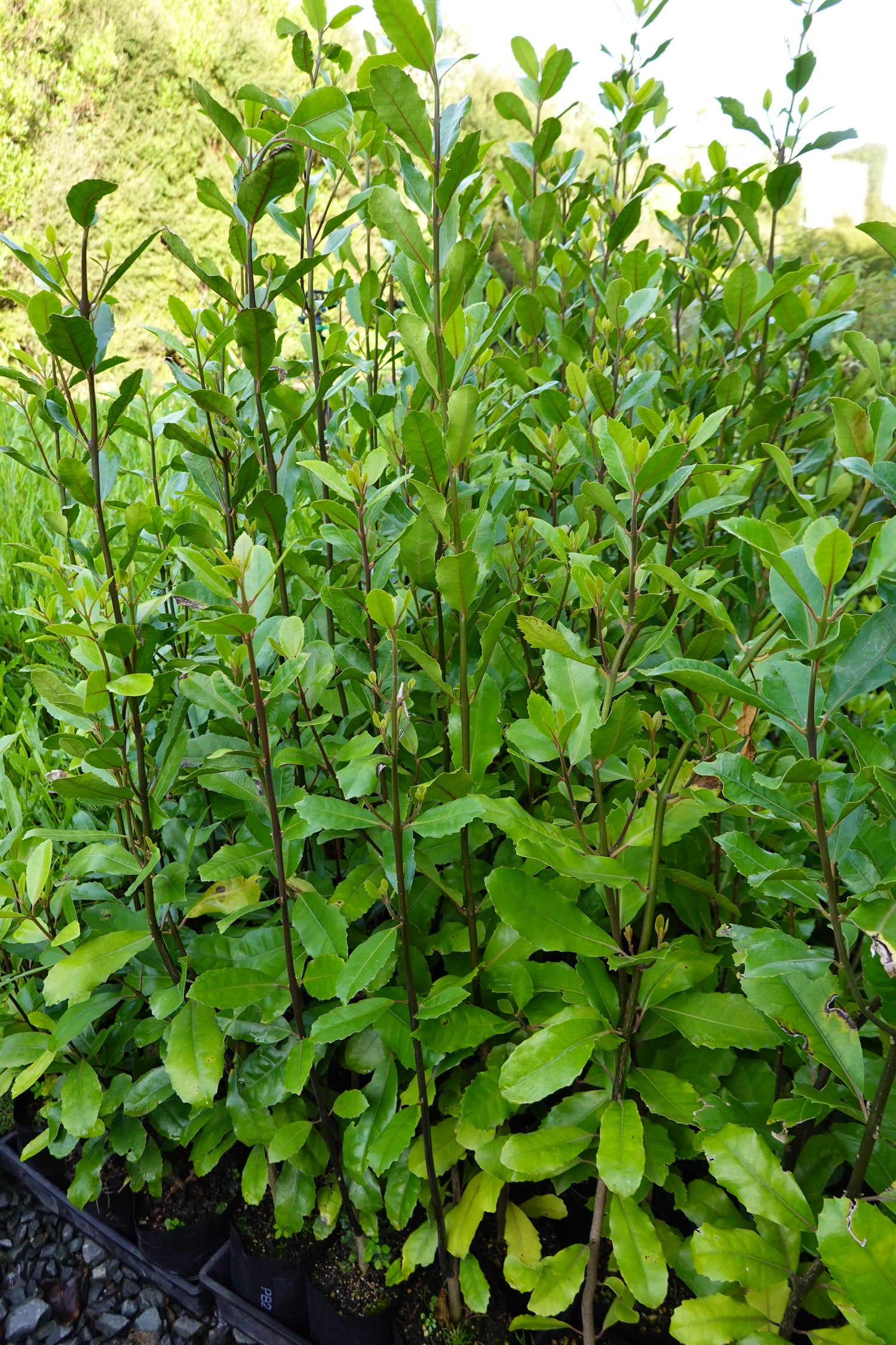 Pigeonwood, Porokaiwhiri, Hedycarya aborea