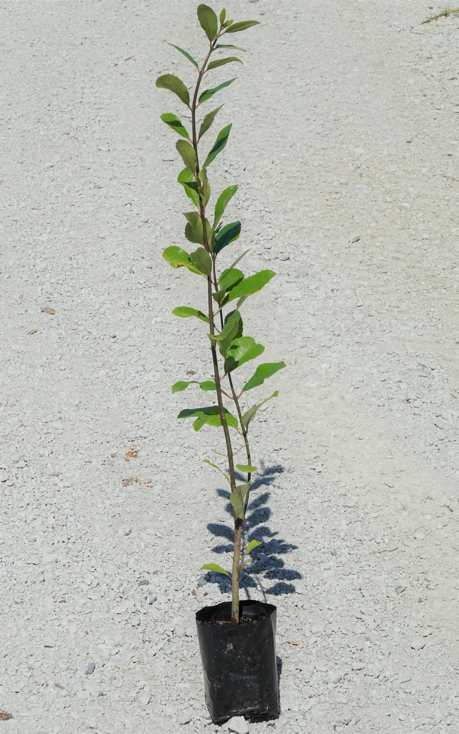 Pigeonwood, Porokaiwhiri, Hedycarya aborea