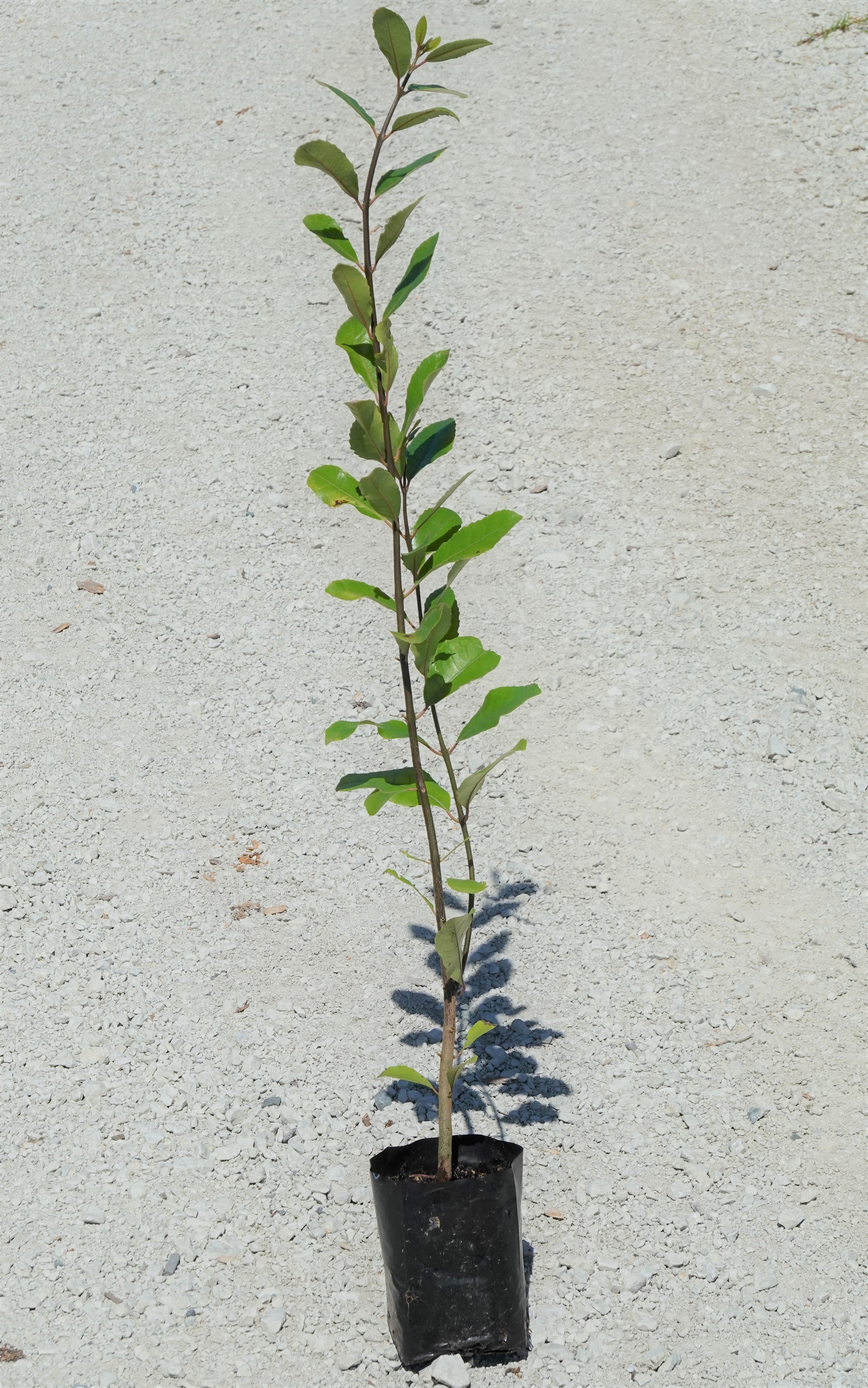 Pigeonwood, Porokaiwhiri, Hedycarya aborea