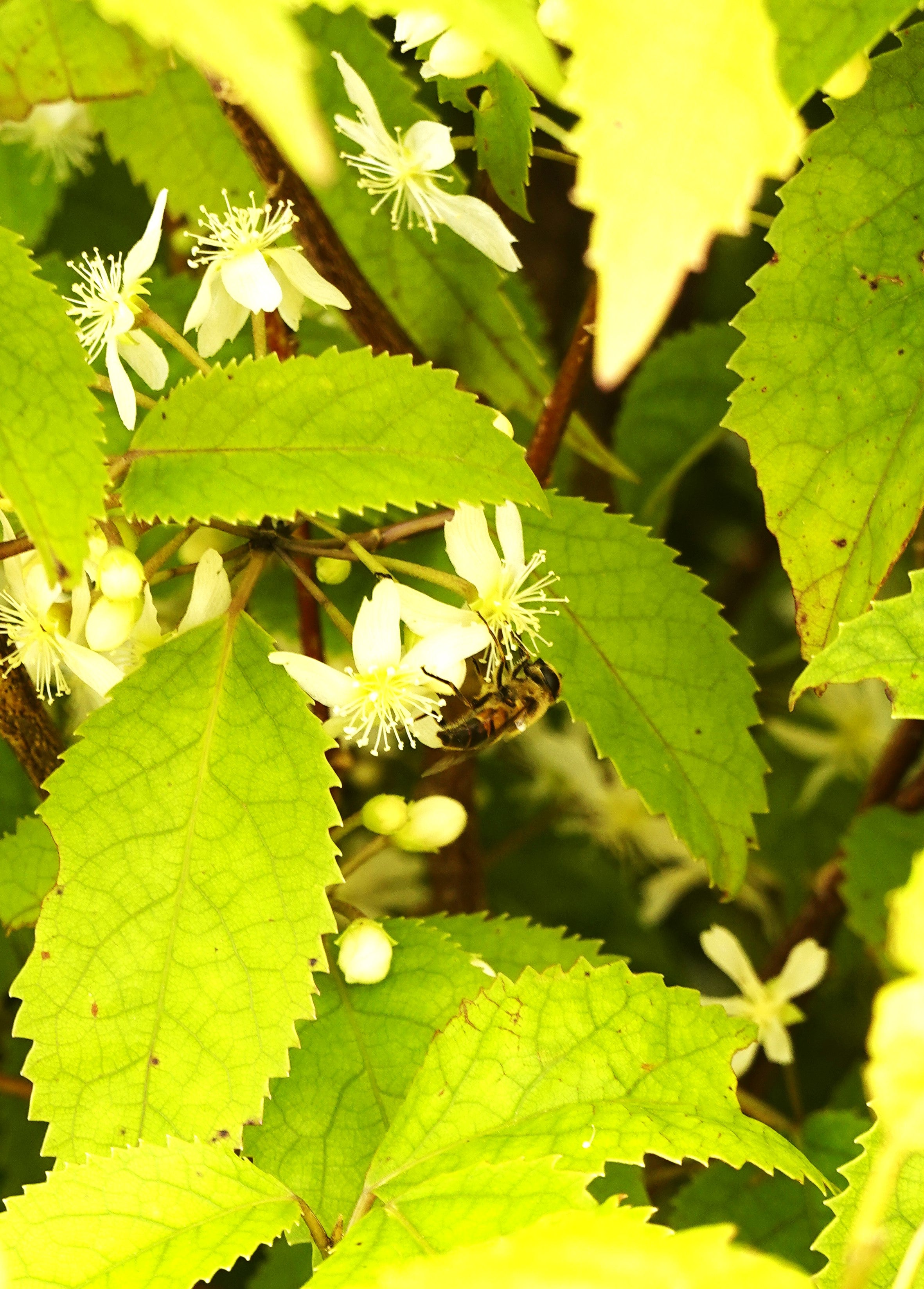 Houhere, Lacebark, Hoheria populnea
