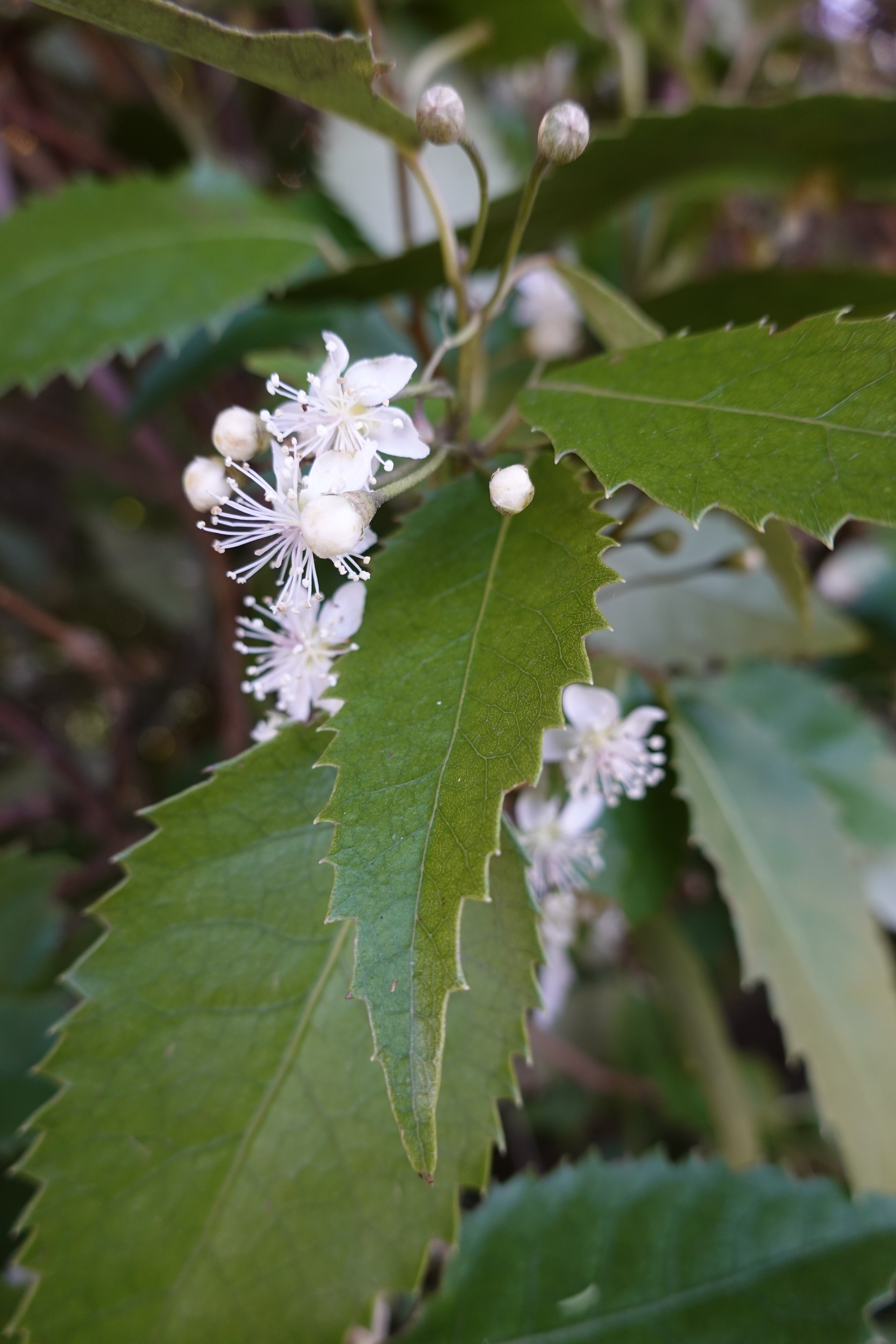 Houhere, Lacebark, Hoheria populnea
