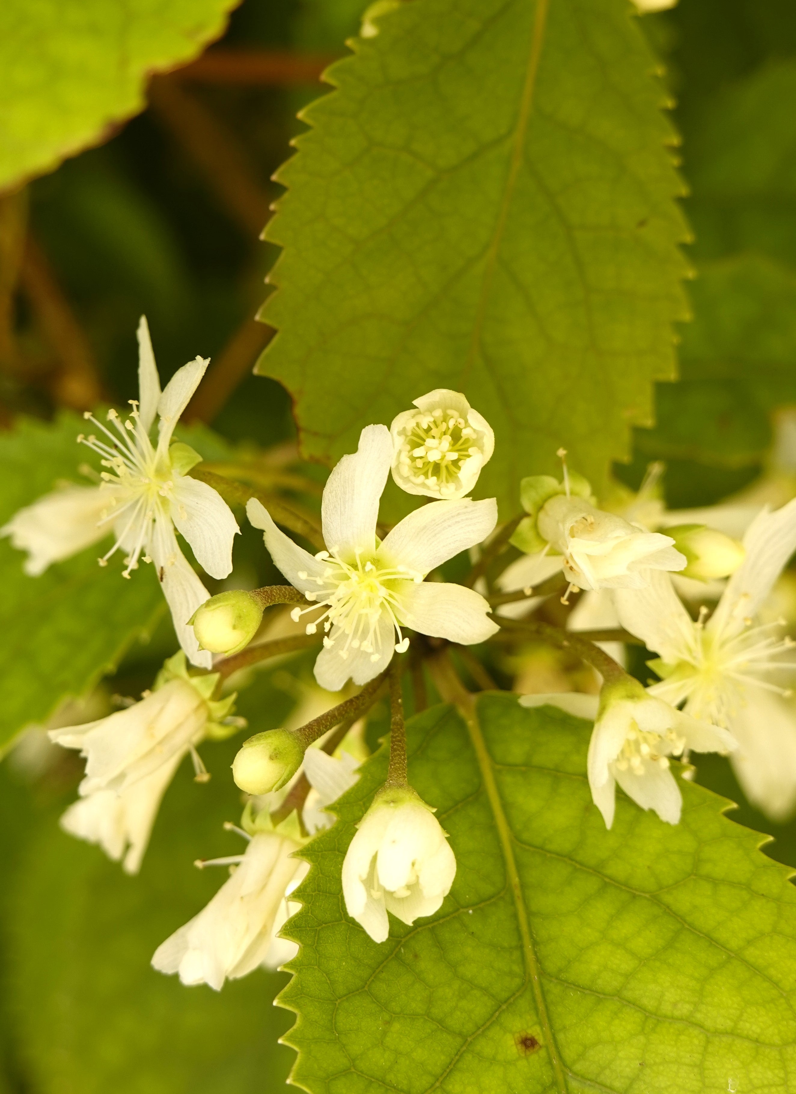 Houhere, Lacebark, Hoheria populnea