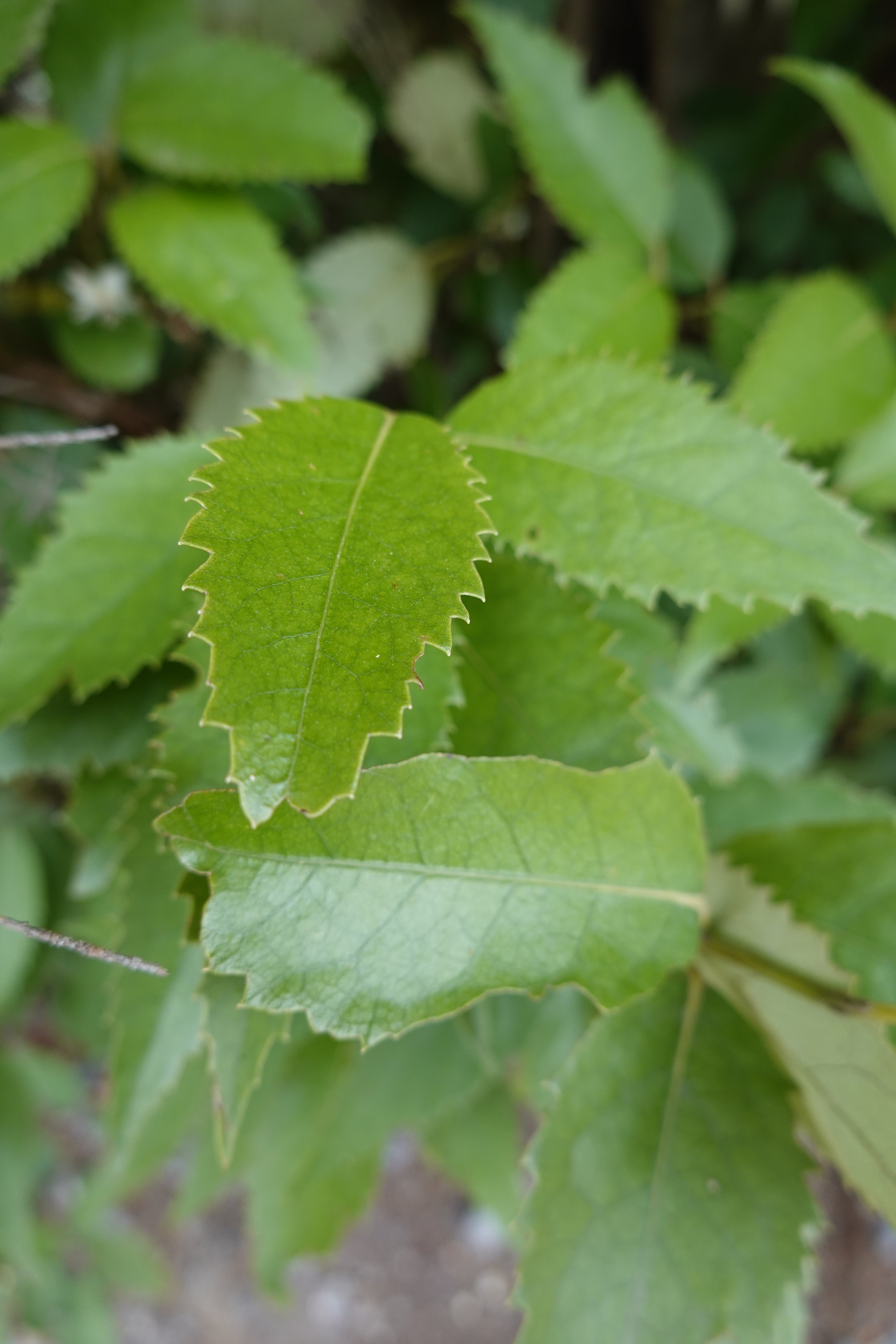Houhere, Lacebark, Hoheria populnea