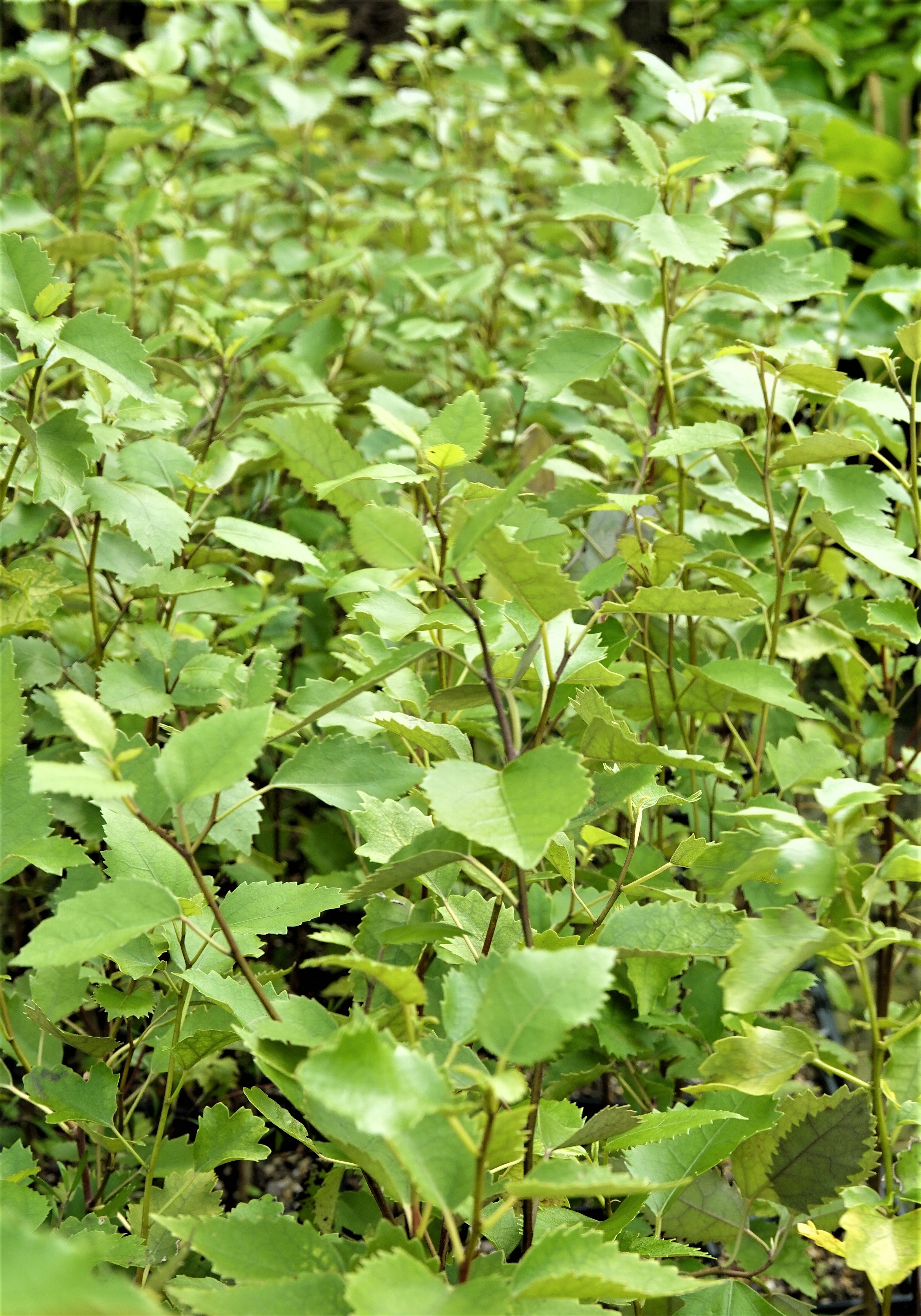Houhere, Lacebark, Hoheria populnea