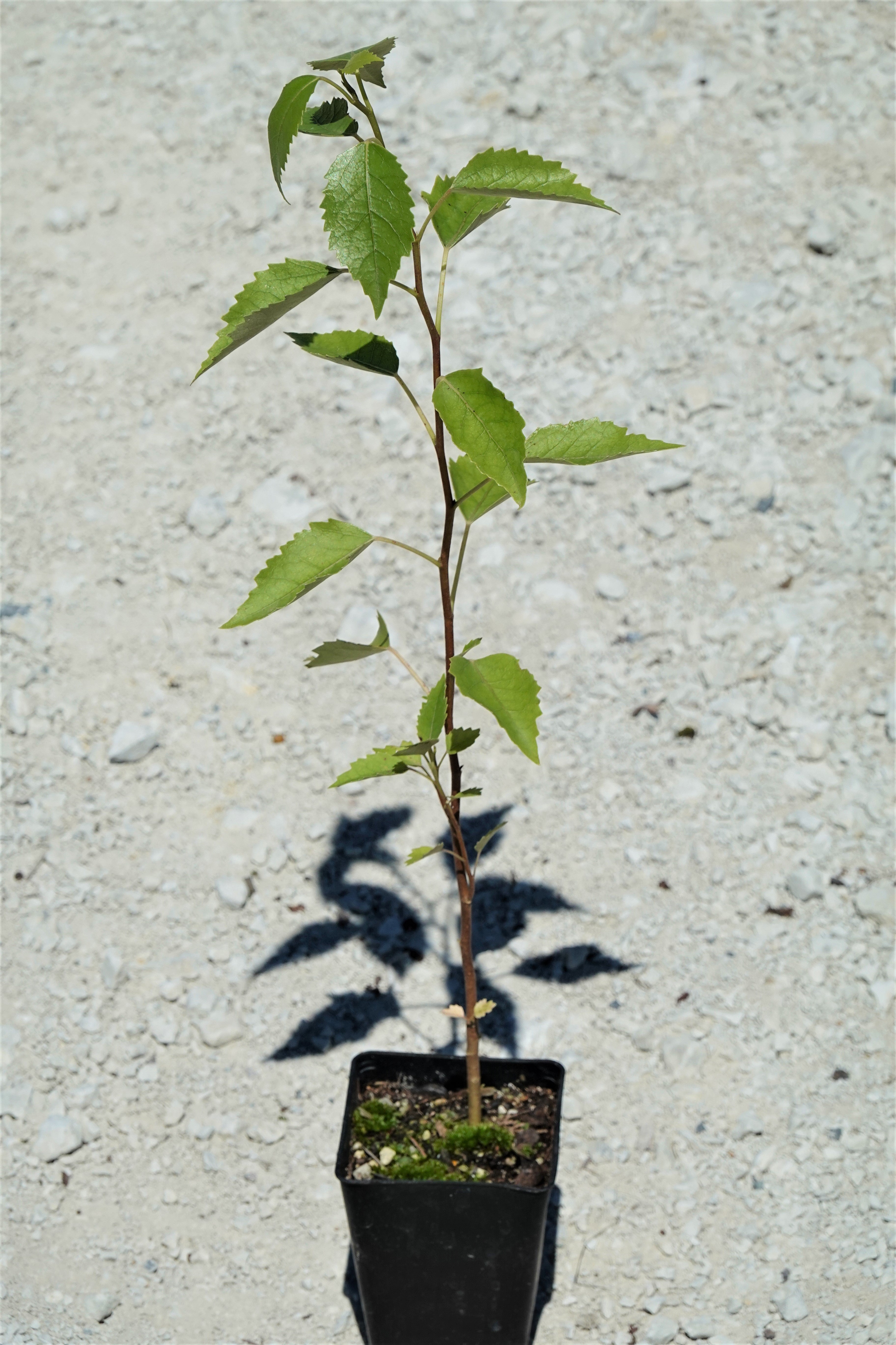 Houhere, Lacebark, Hoheria populnea