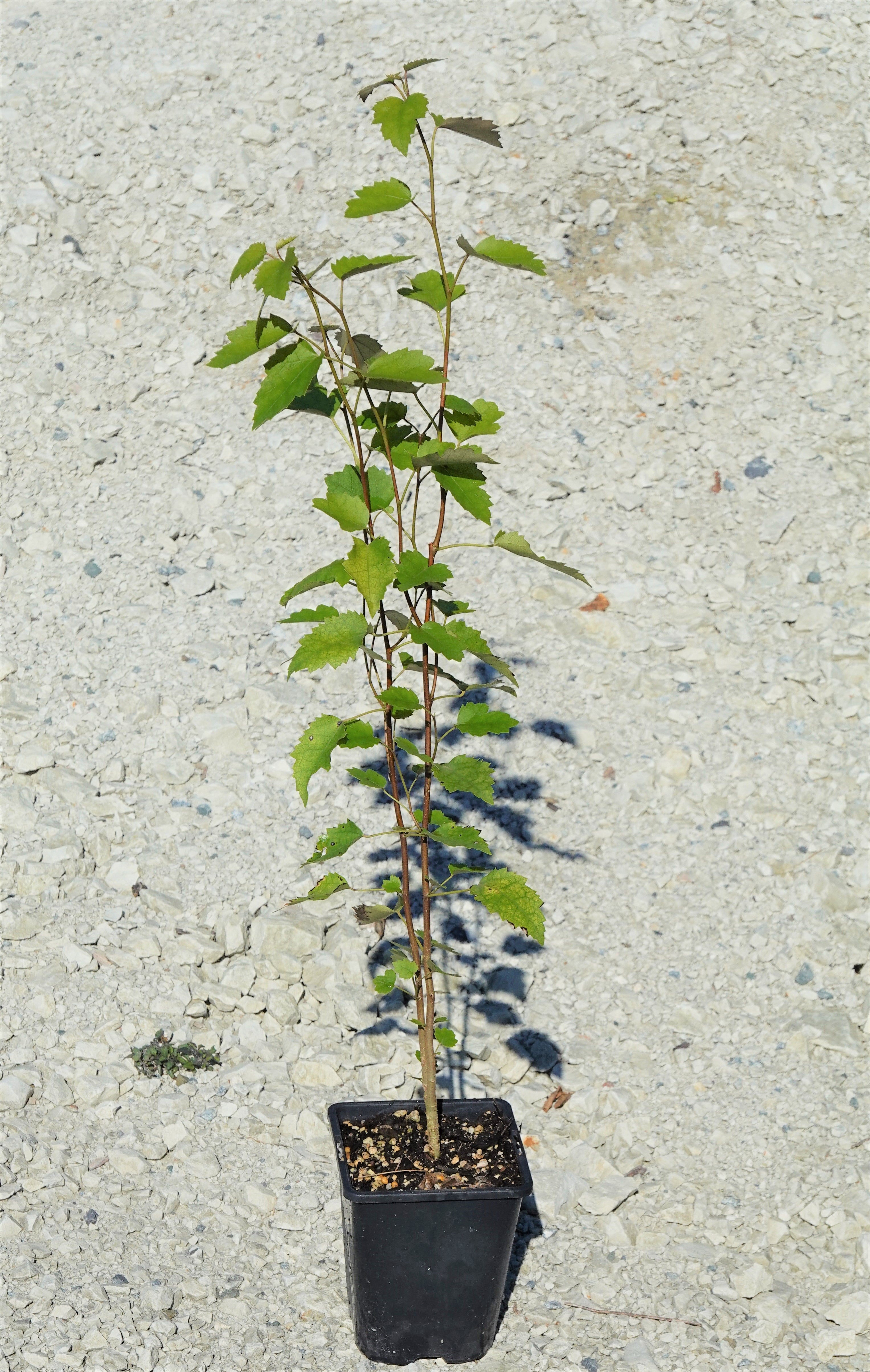 Houhere, Lacebark, Hoheria populnea