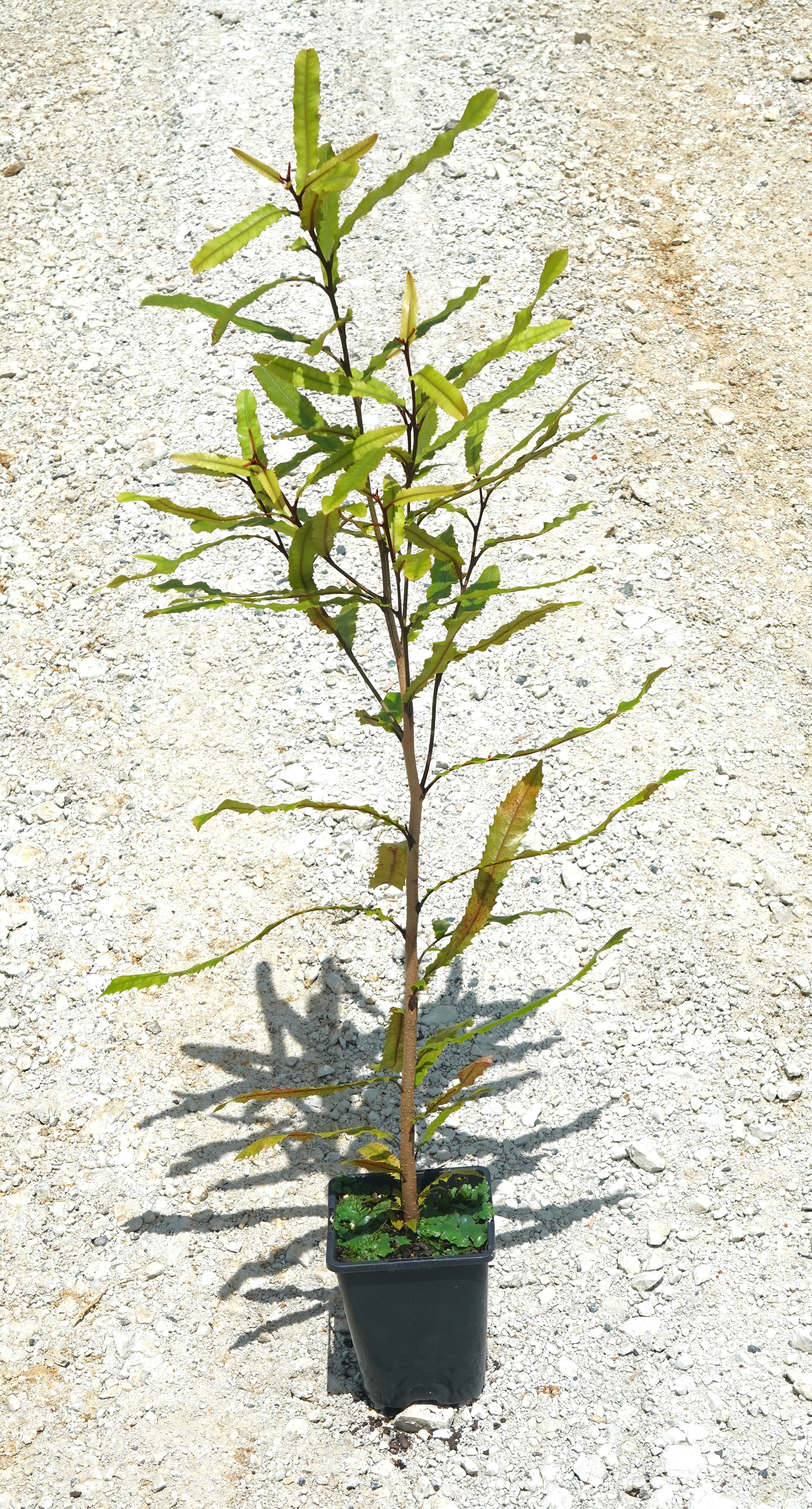 Rewarewa, Knightia excelsa