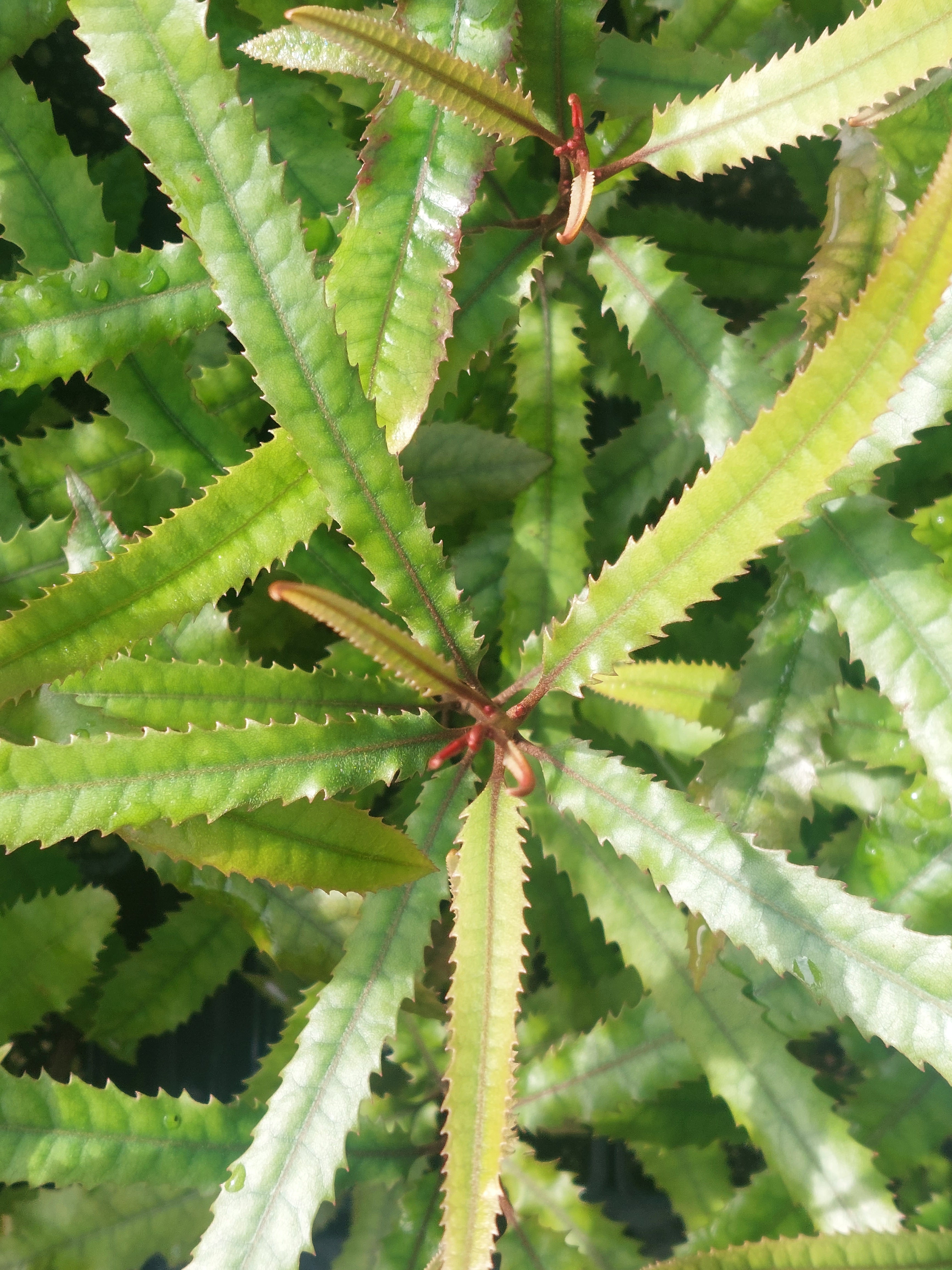 Rewarewa, Knightia excelsa