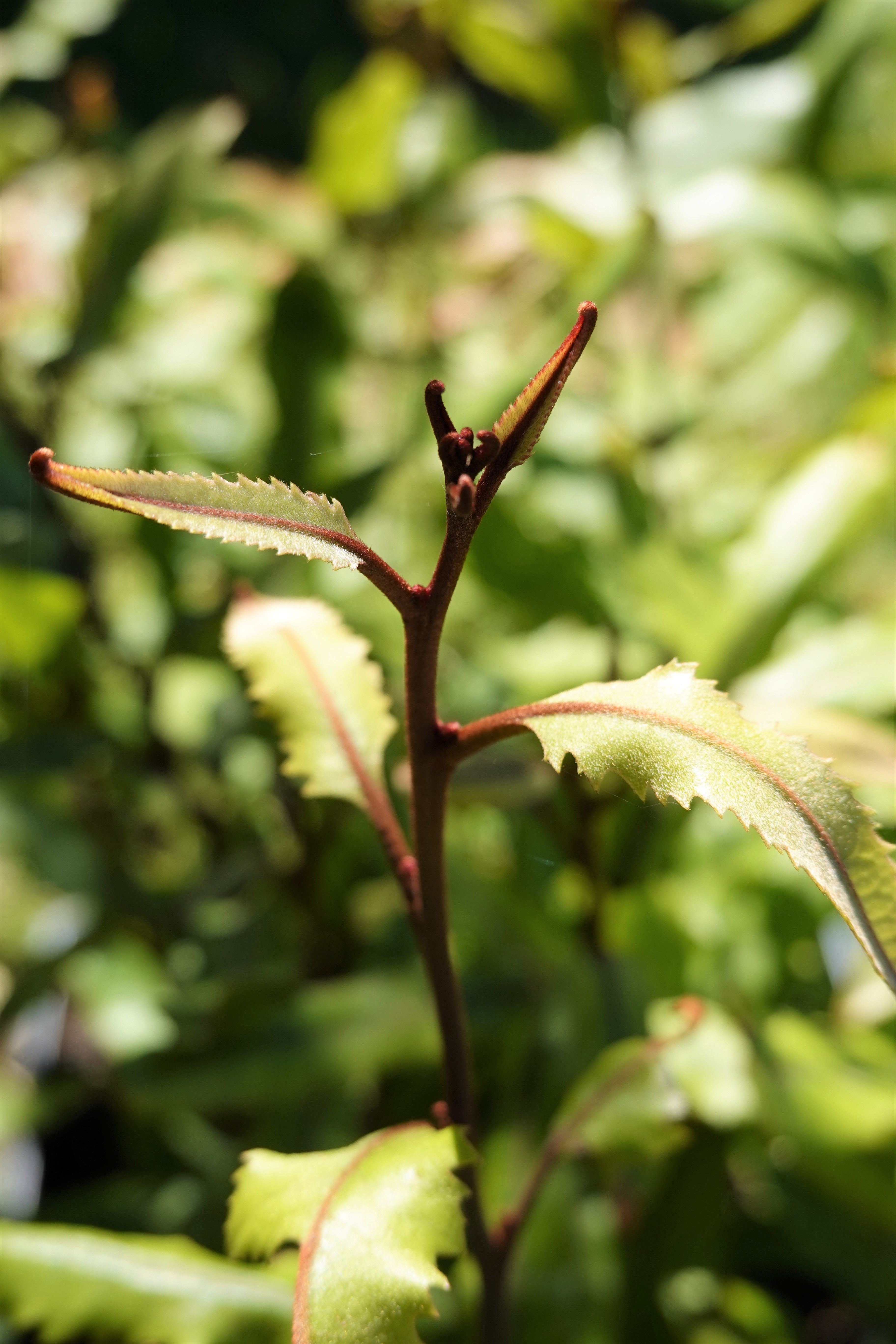 Rewarewa, Knightia excelsa