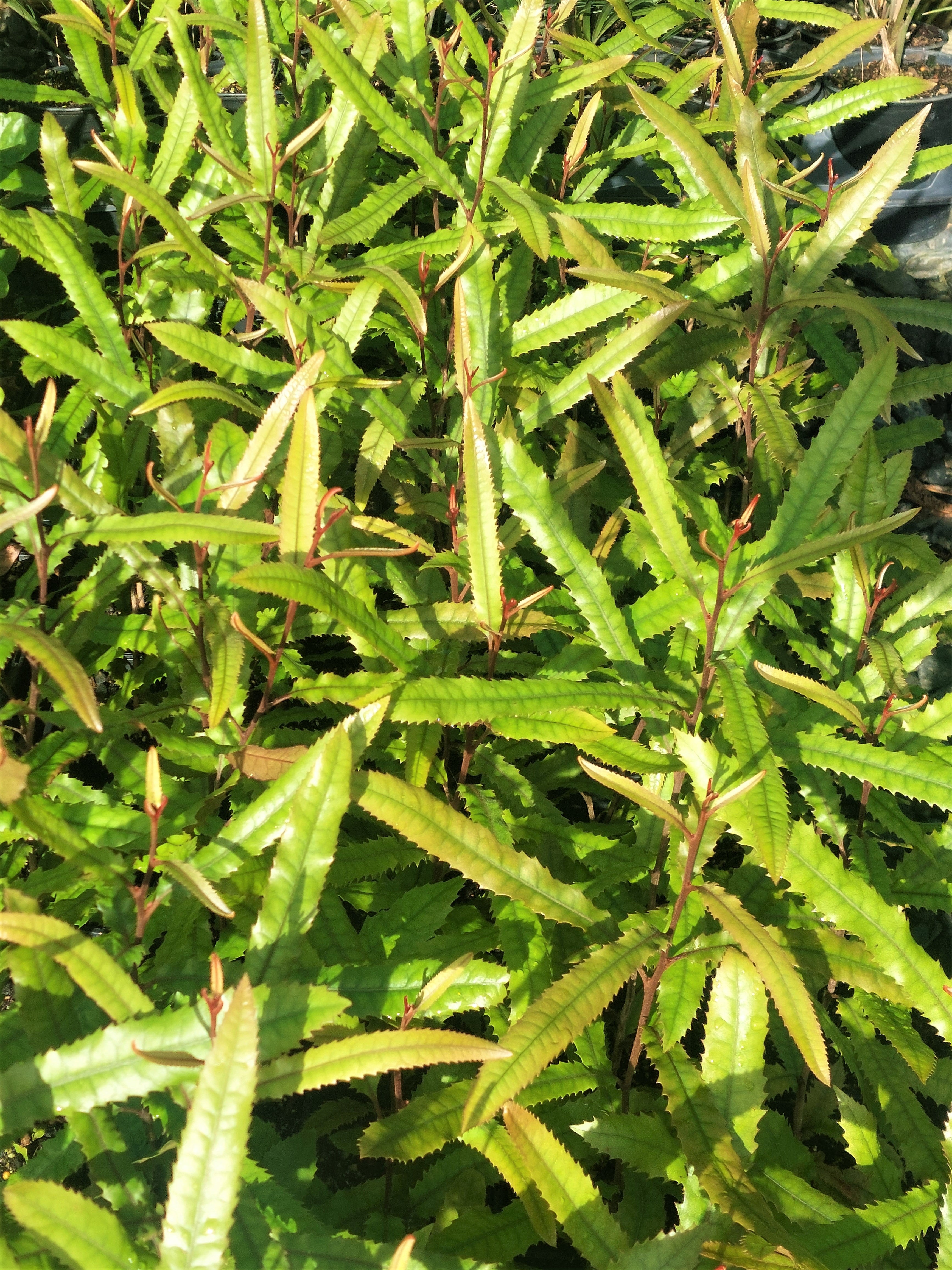 Rewarewa, Knightia excelsa