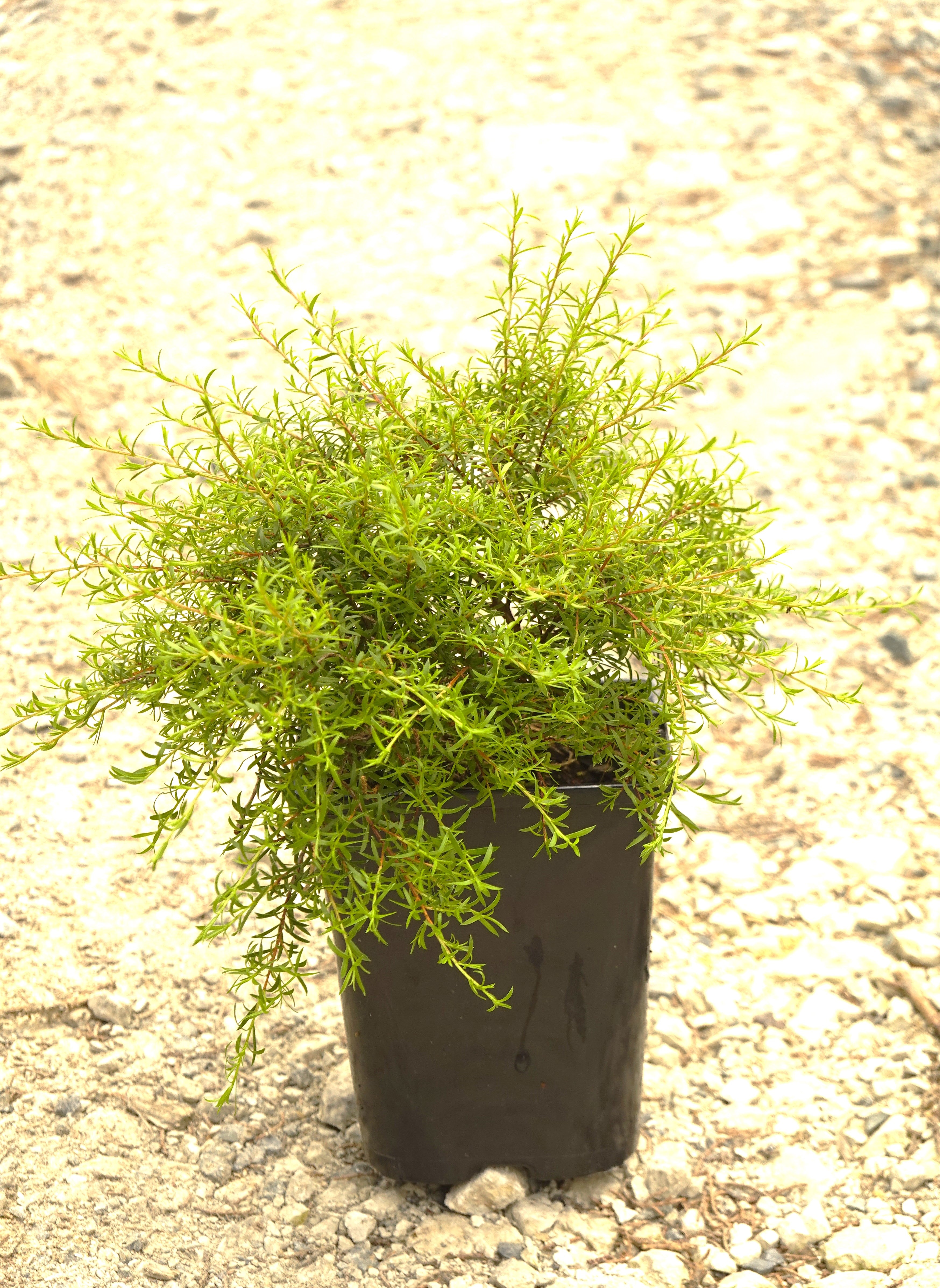 Kunzea &