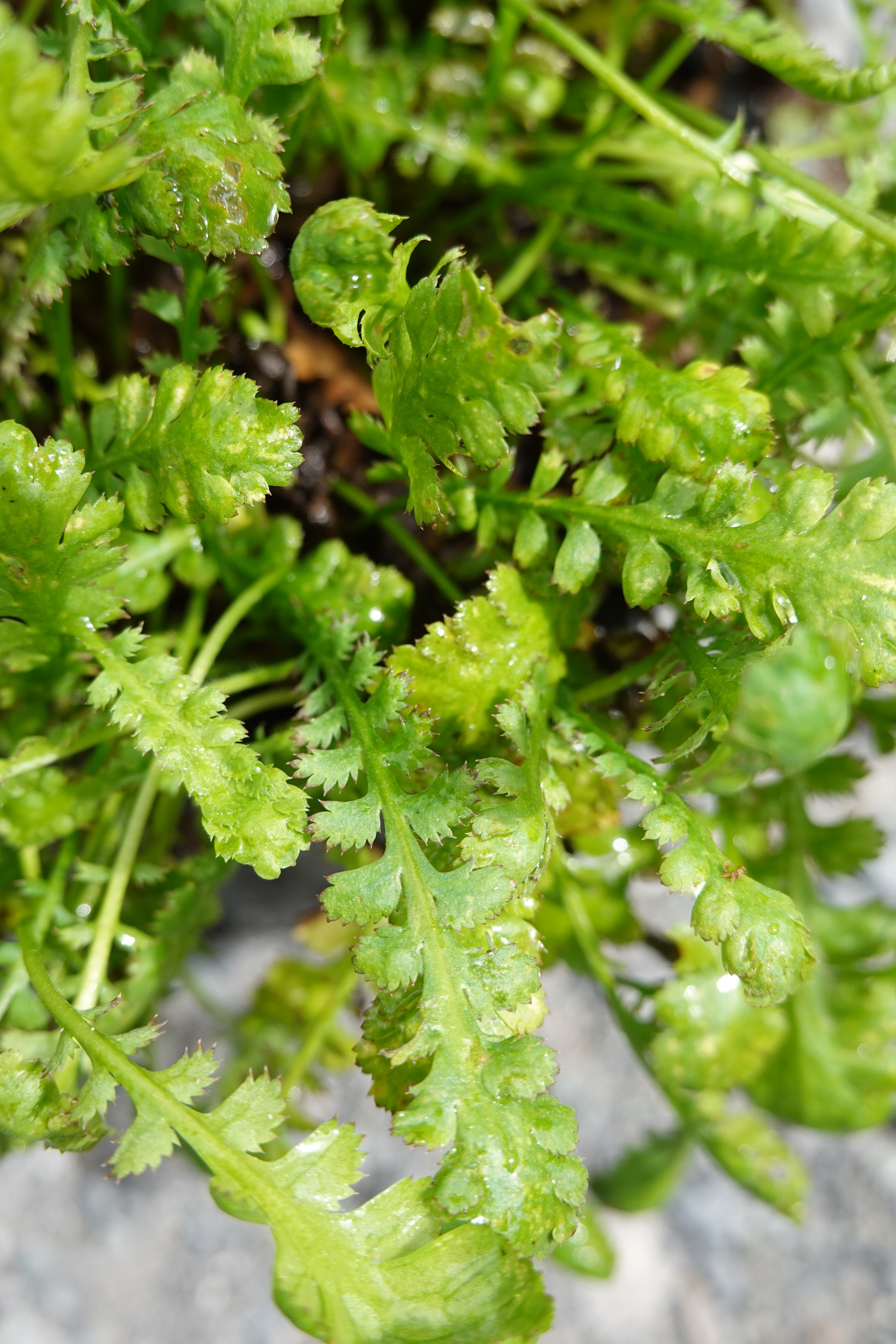 Leptinella diocia