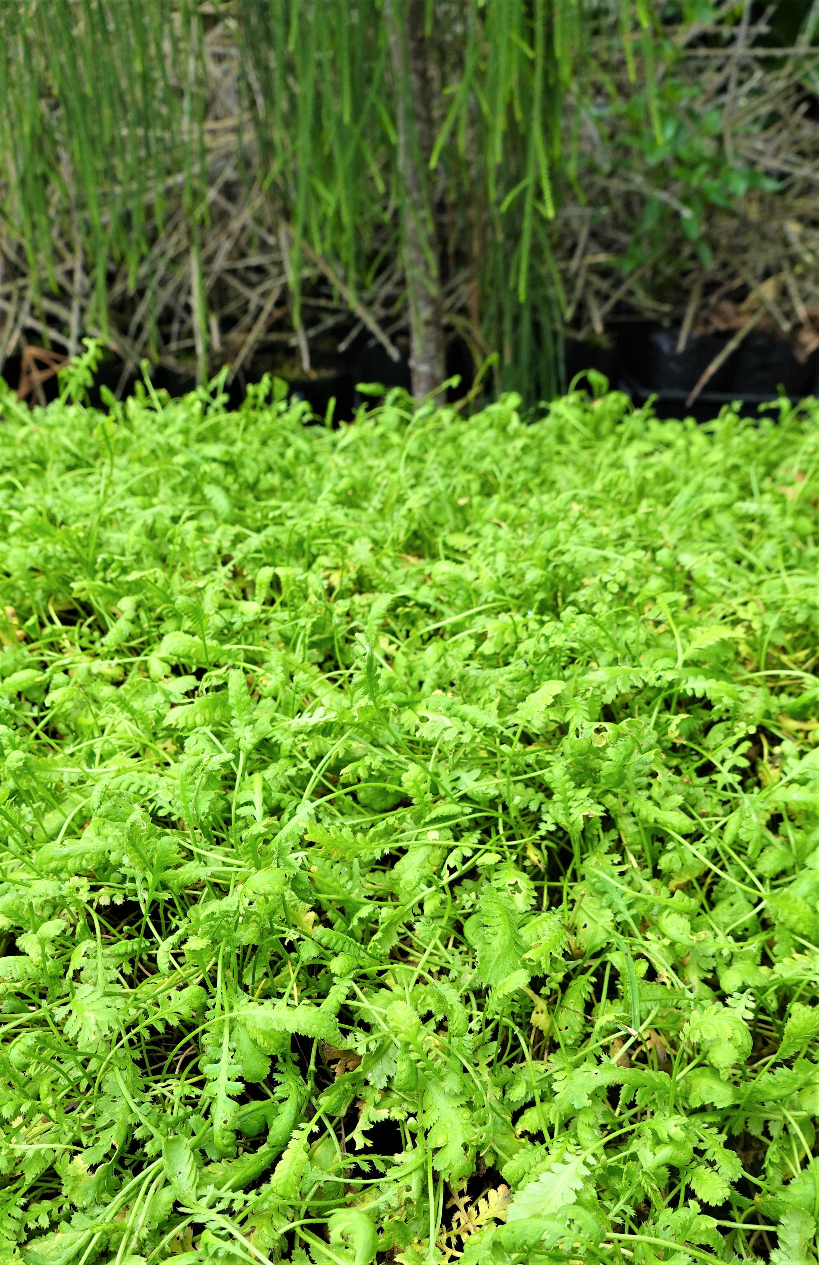Leptinella diocia