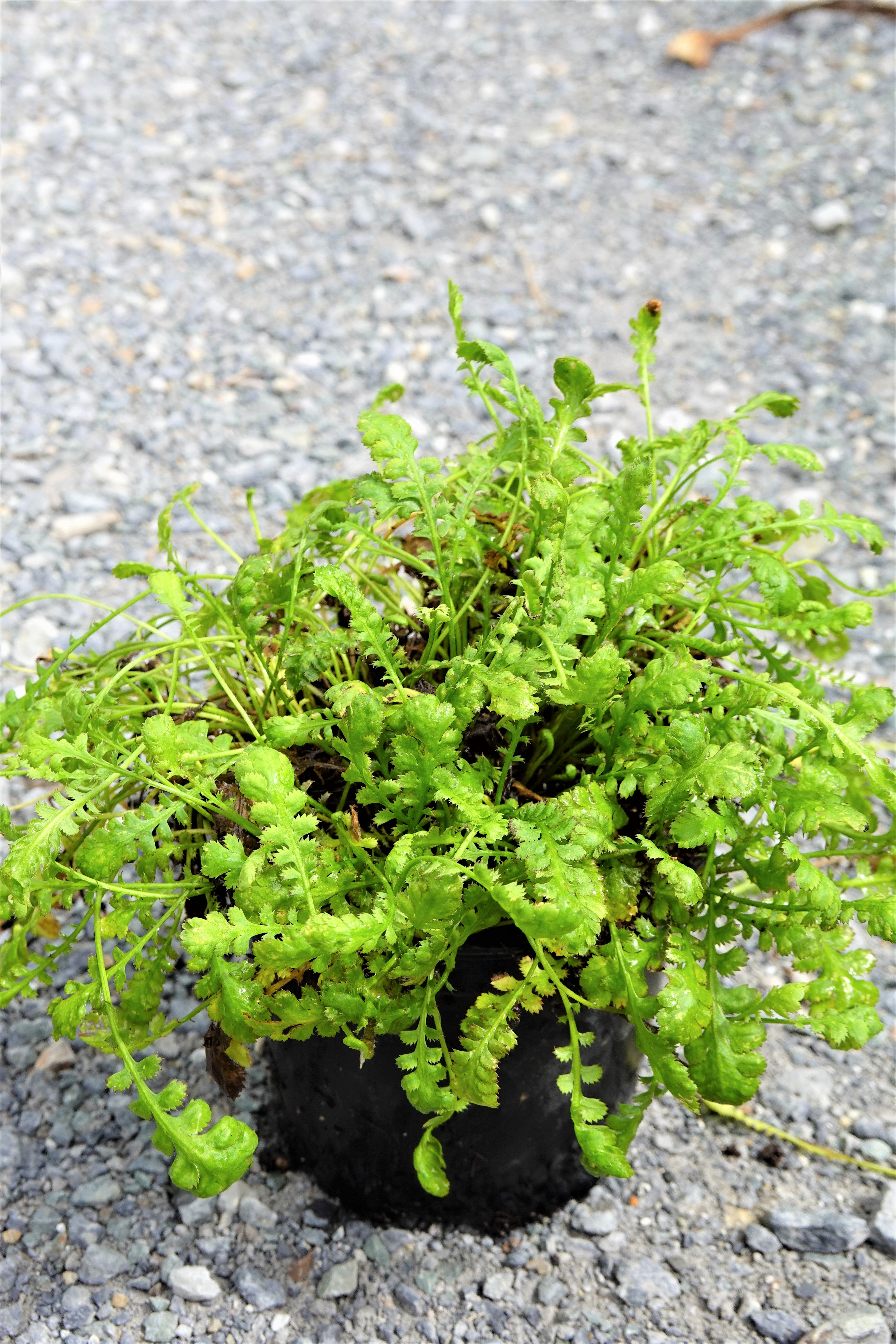Leptinella diocia
