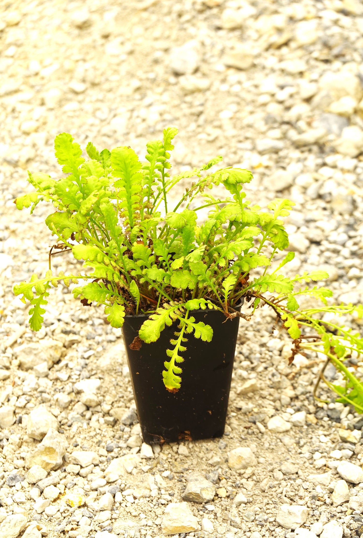 Leptinella diocia