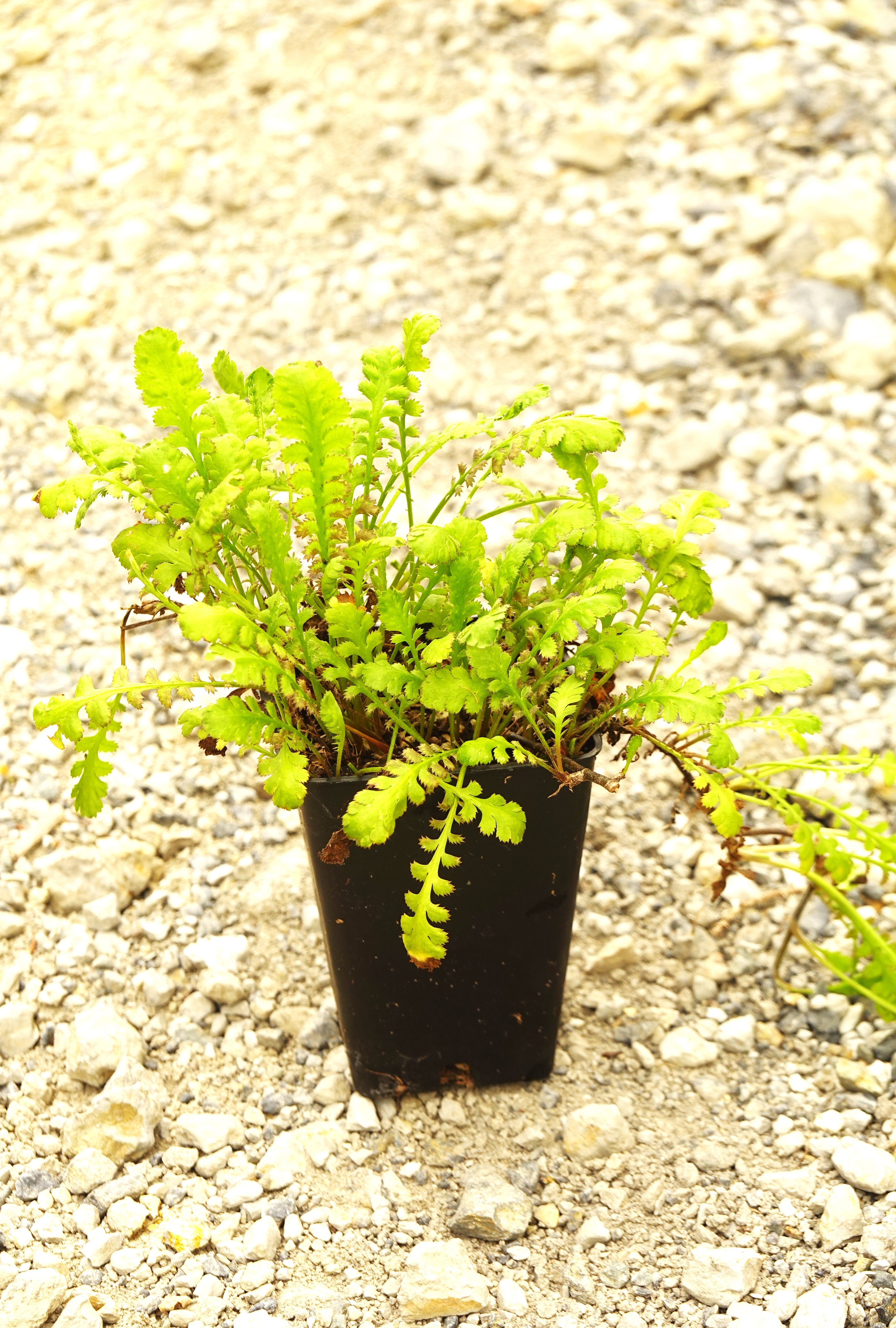 Leptinella diocia