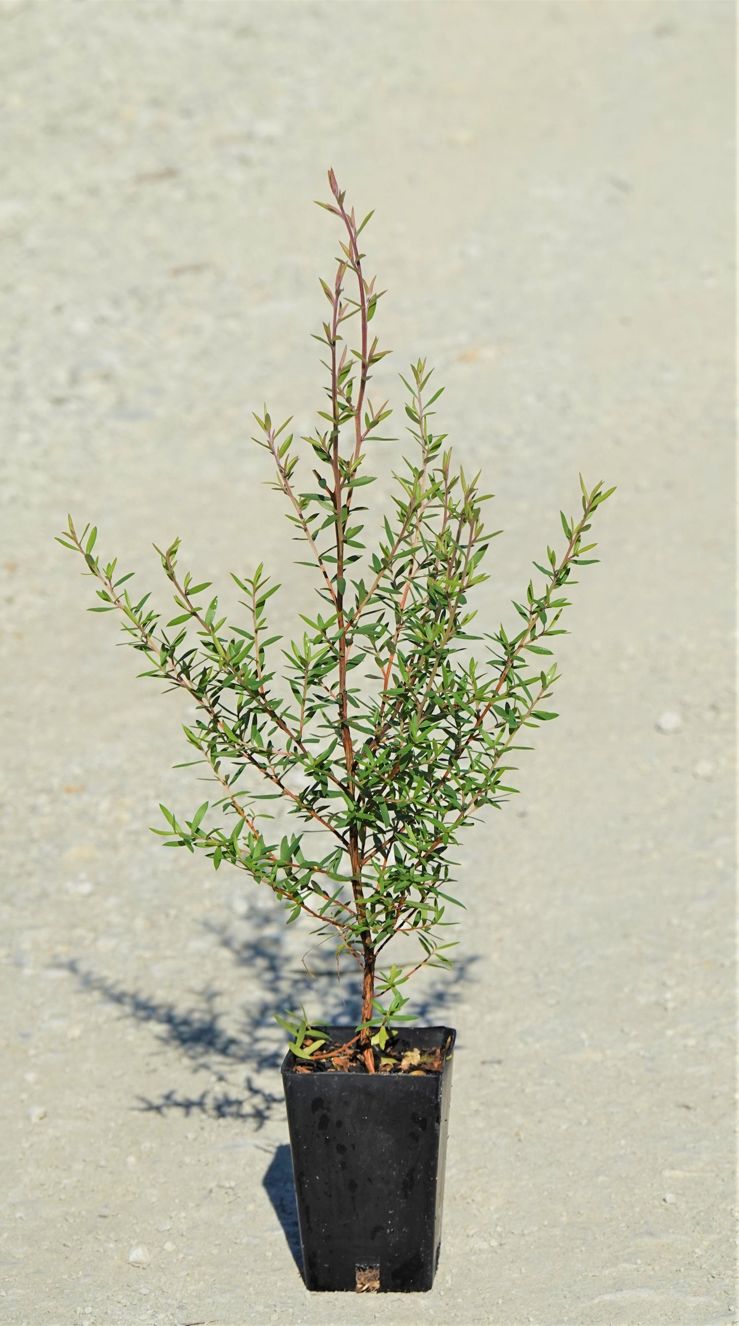 Mānuka, Leptospermum scoparium