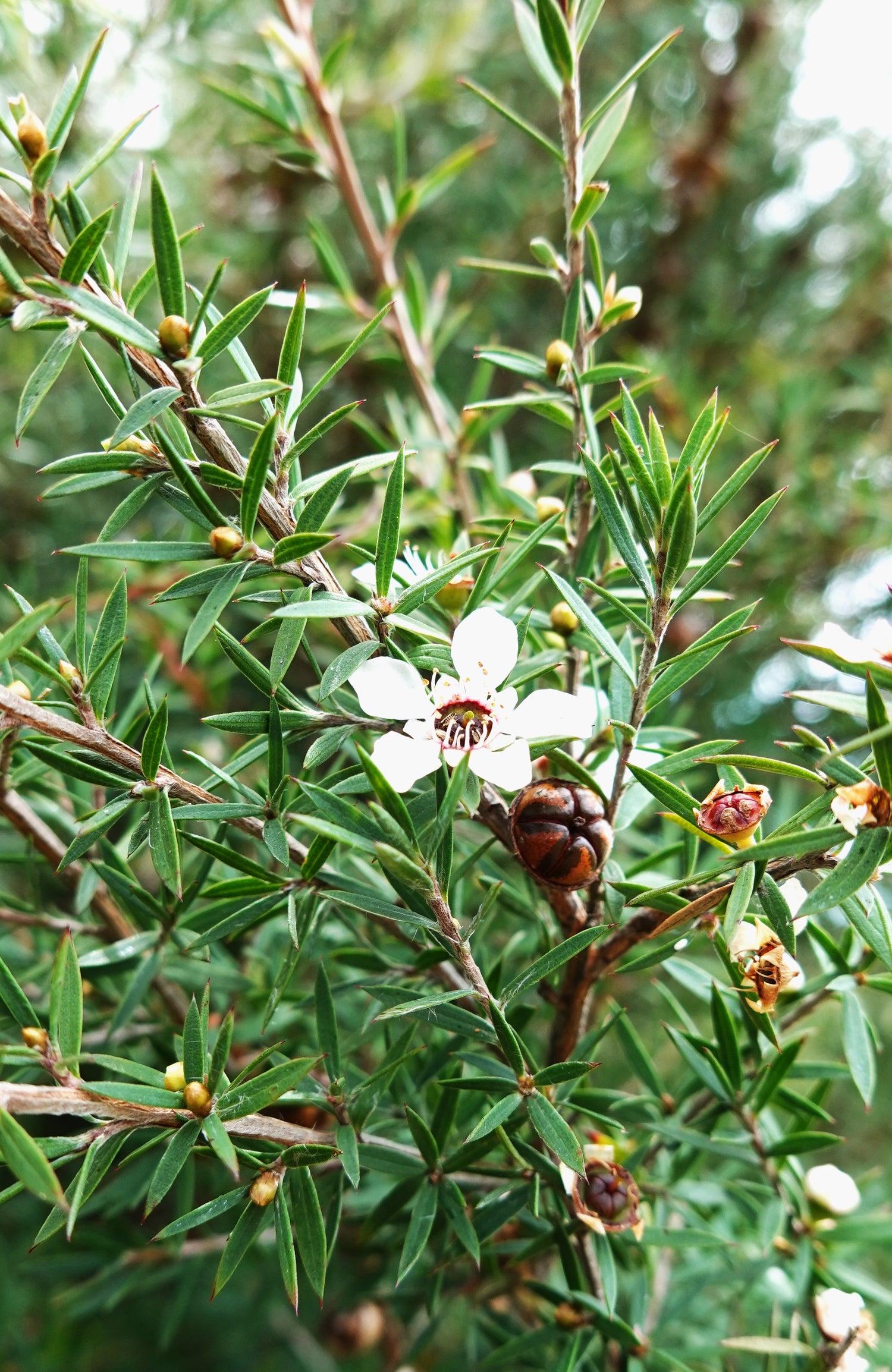Mānuka, Leptospermum scoparium