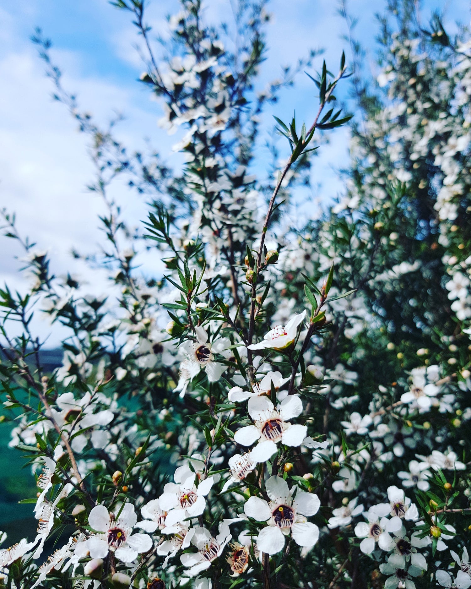 Mānuka, Leptospermum scoparium