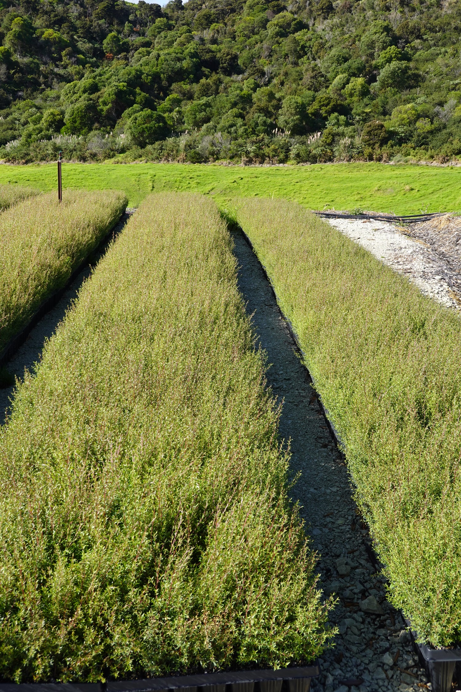 Mānuka, Leptospermum scoparium