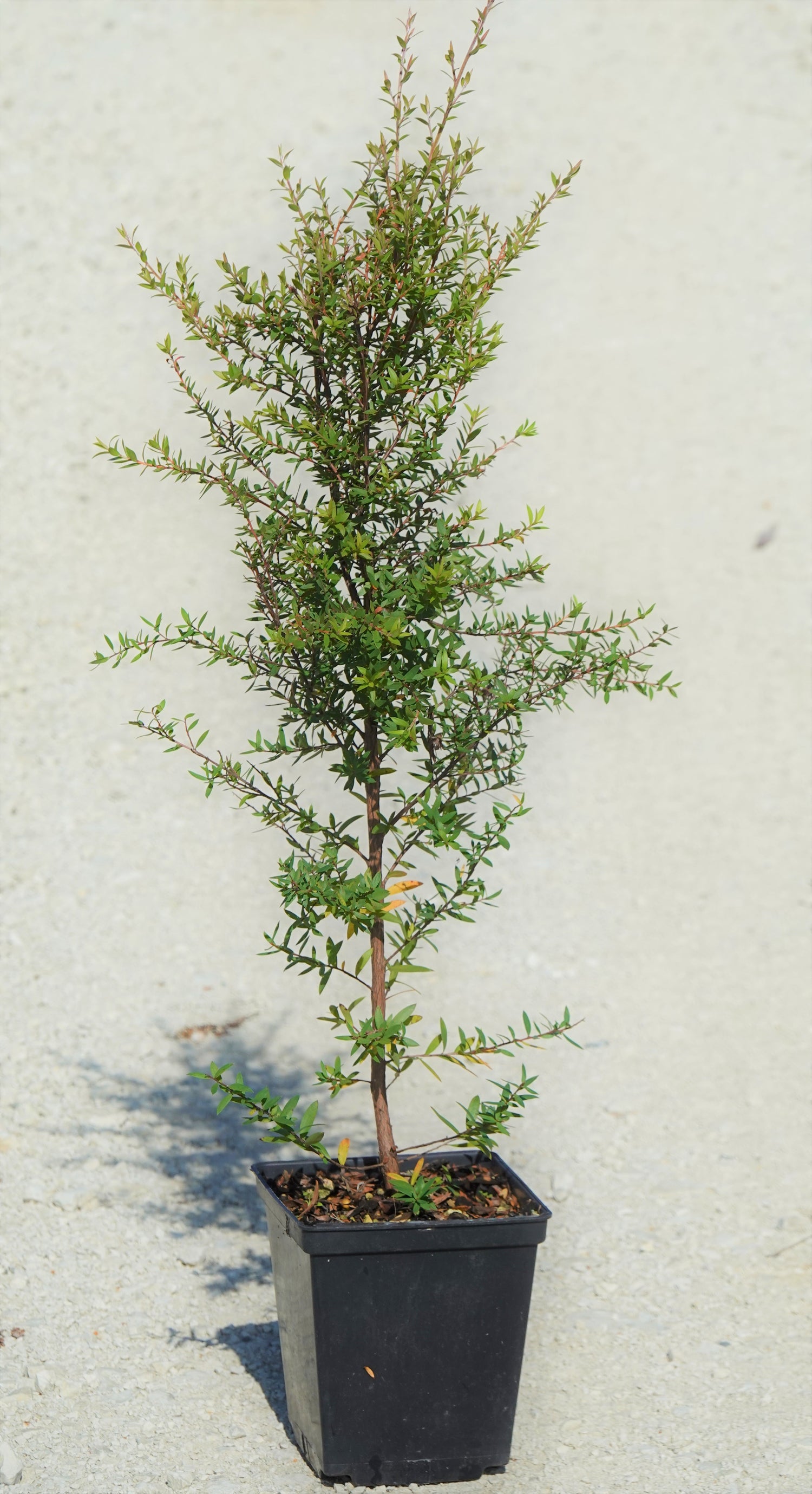 Mānuka, Leptospermum scoparium
