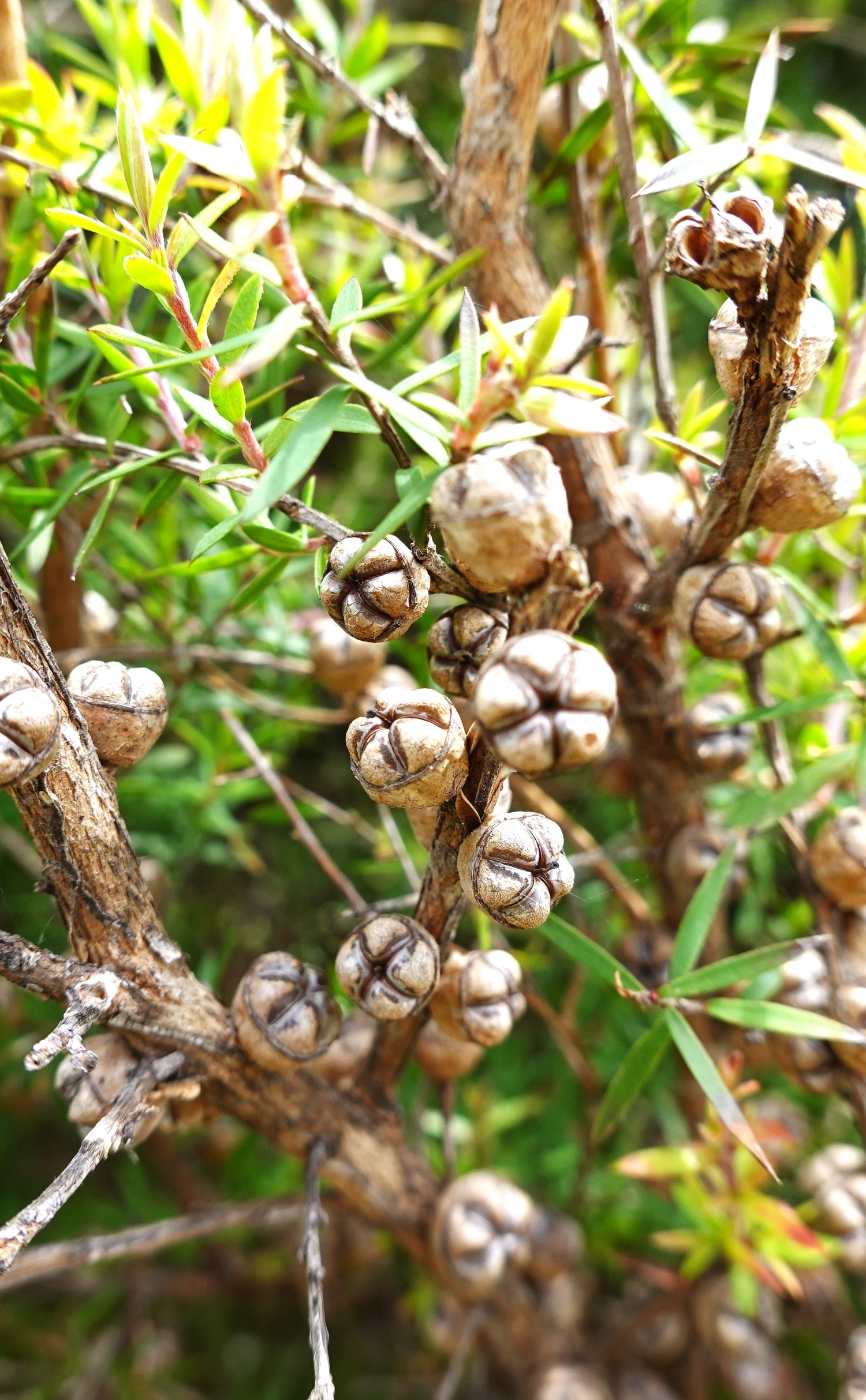 Mānuka, Leptospermum scoparium
