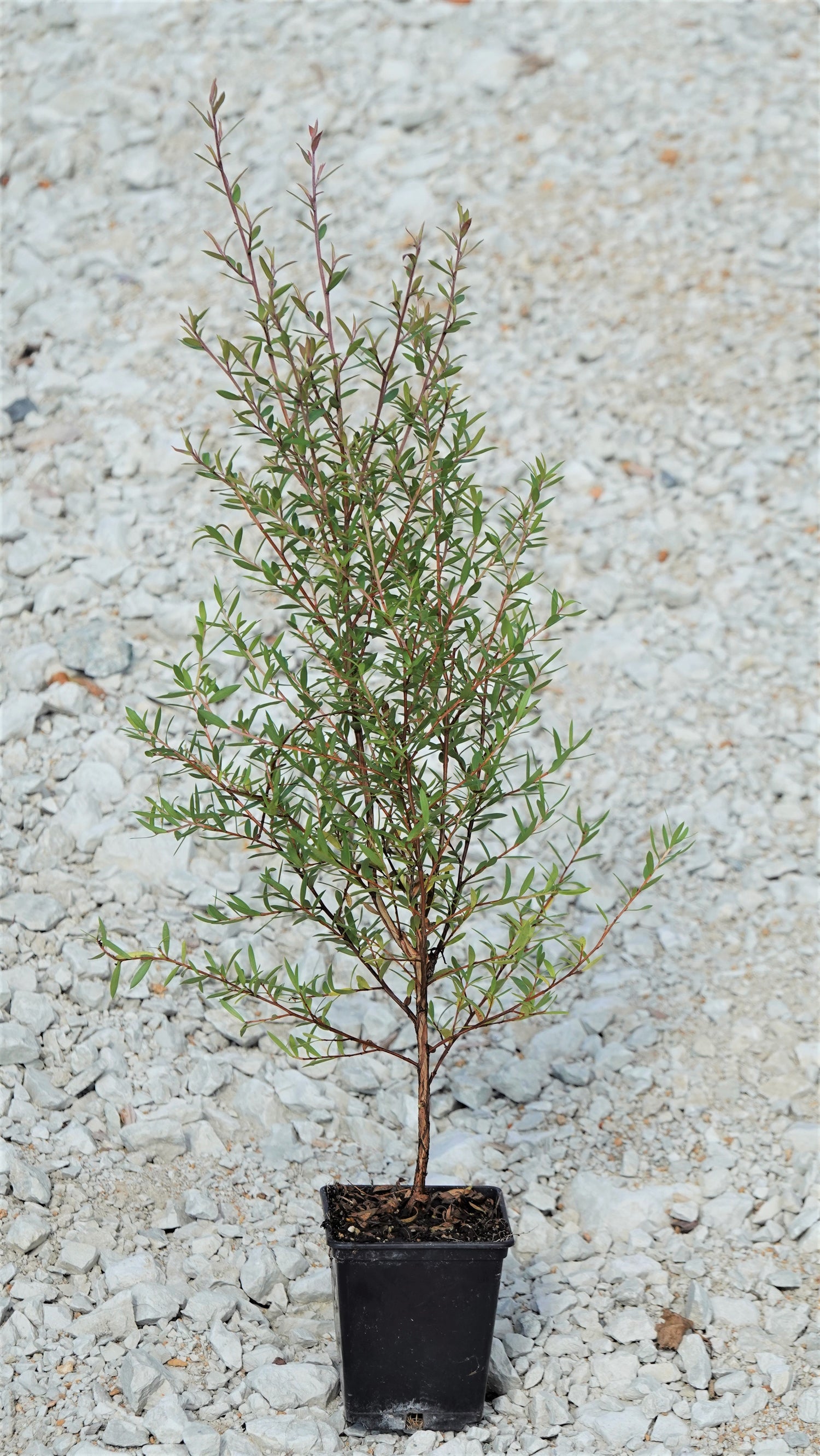 Mānuka, Leptospermum scoparium