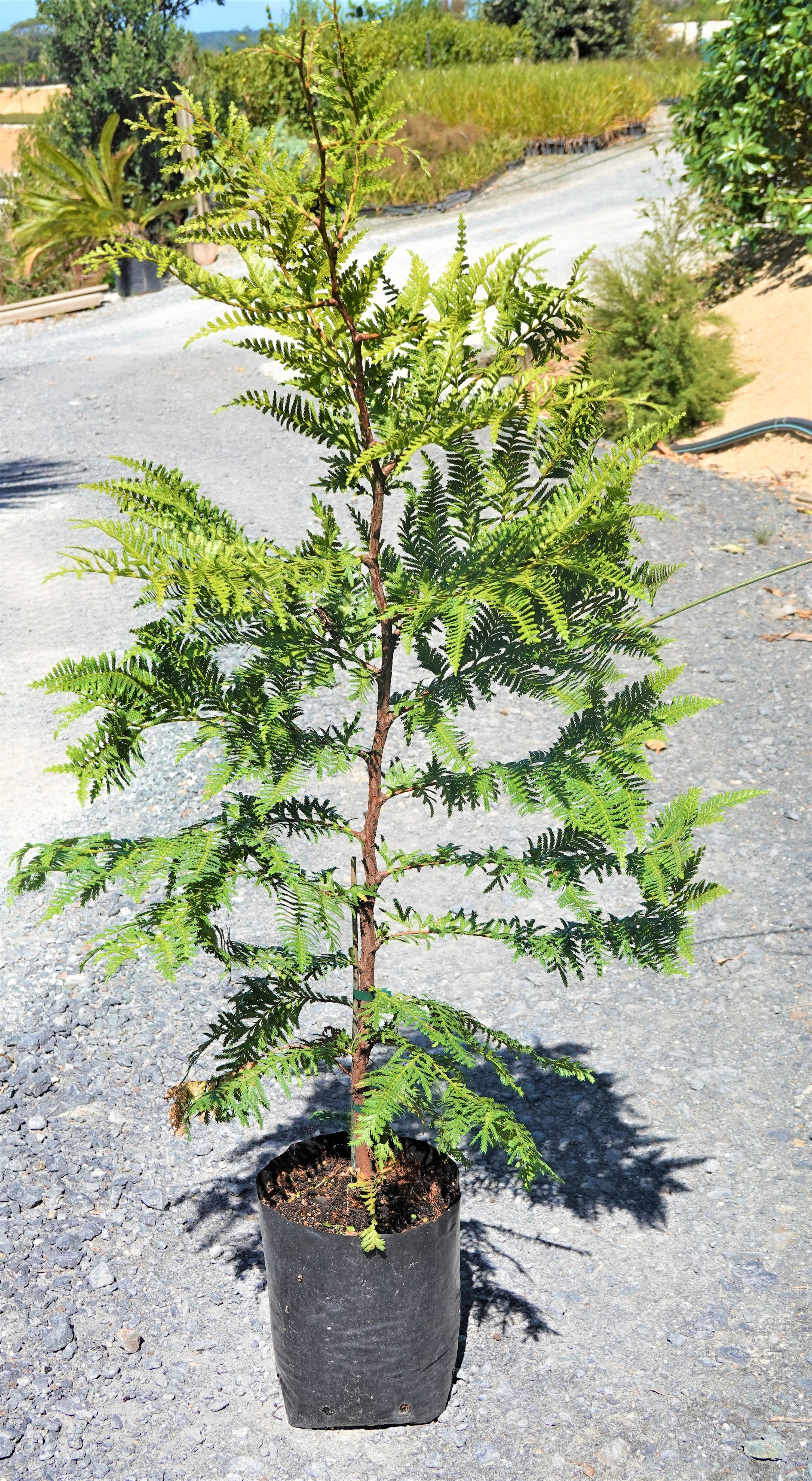 Kawaka, Libocedrus plumosa